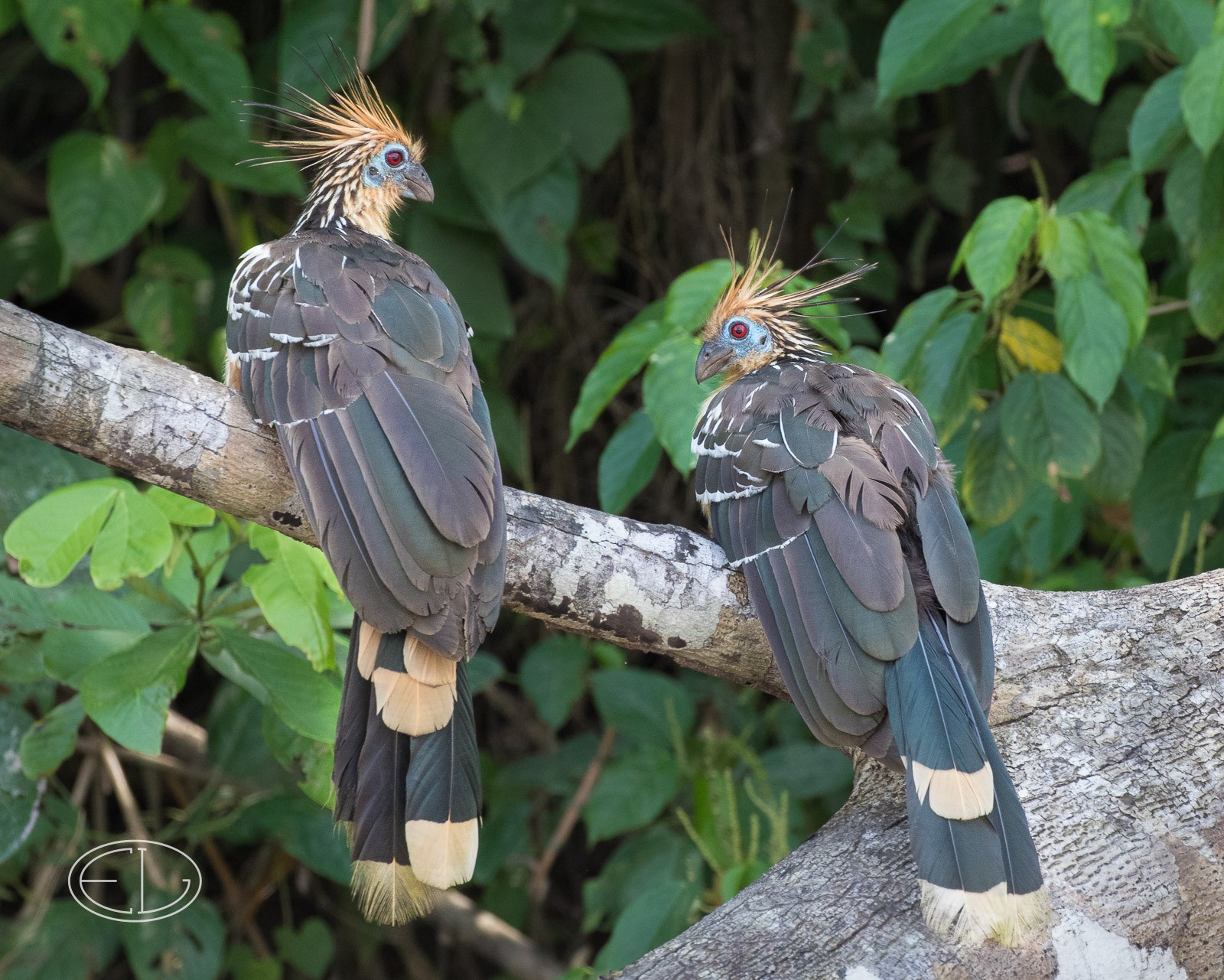 M2_G7048 Hoatzin.jpg