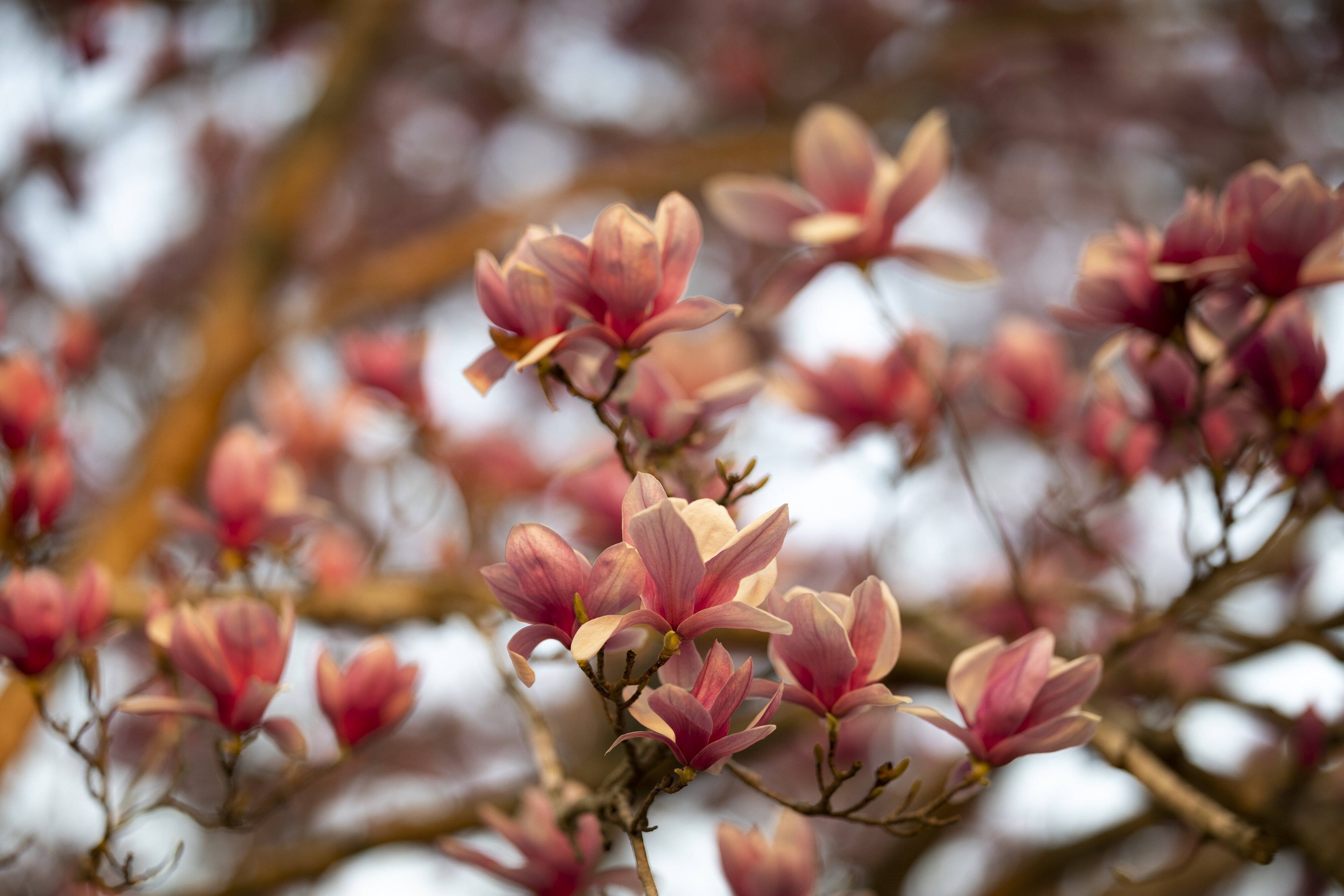 Magnolia Liliiflora