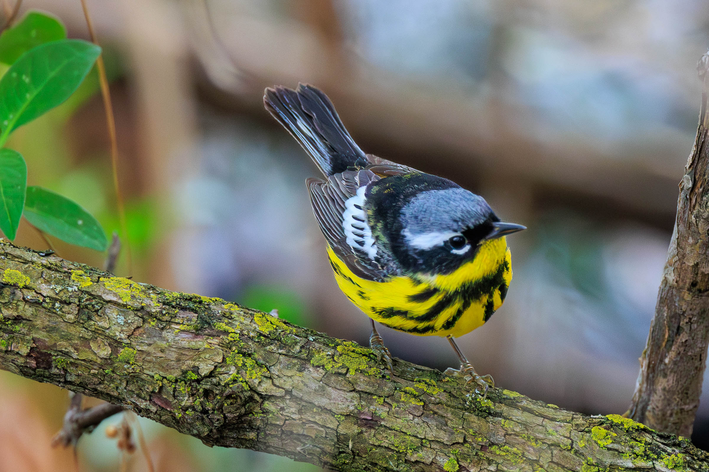 Magnolia Warbler