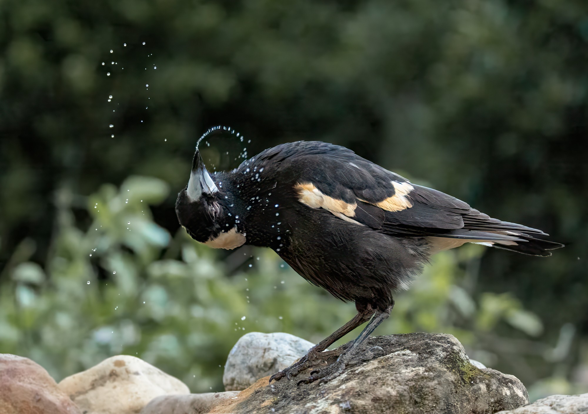 magpie-drink-0002-d.jpg