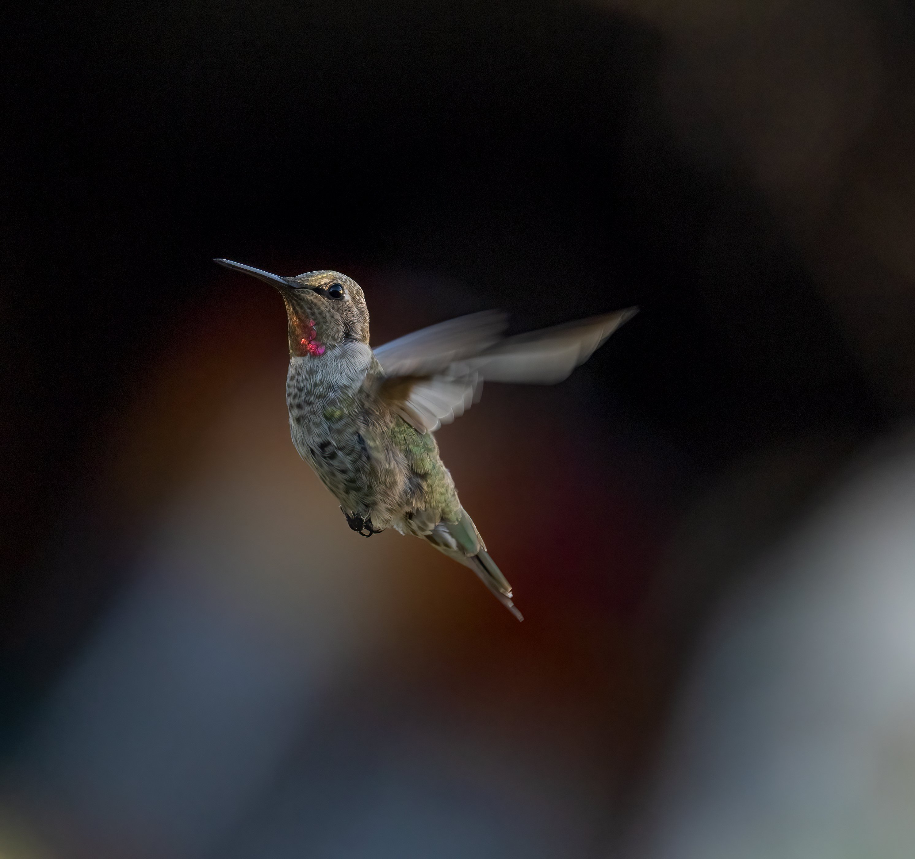 Male Anna's Hummingbird