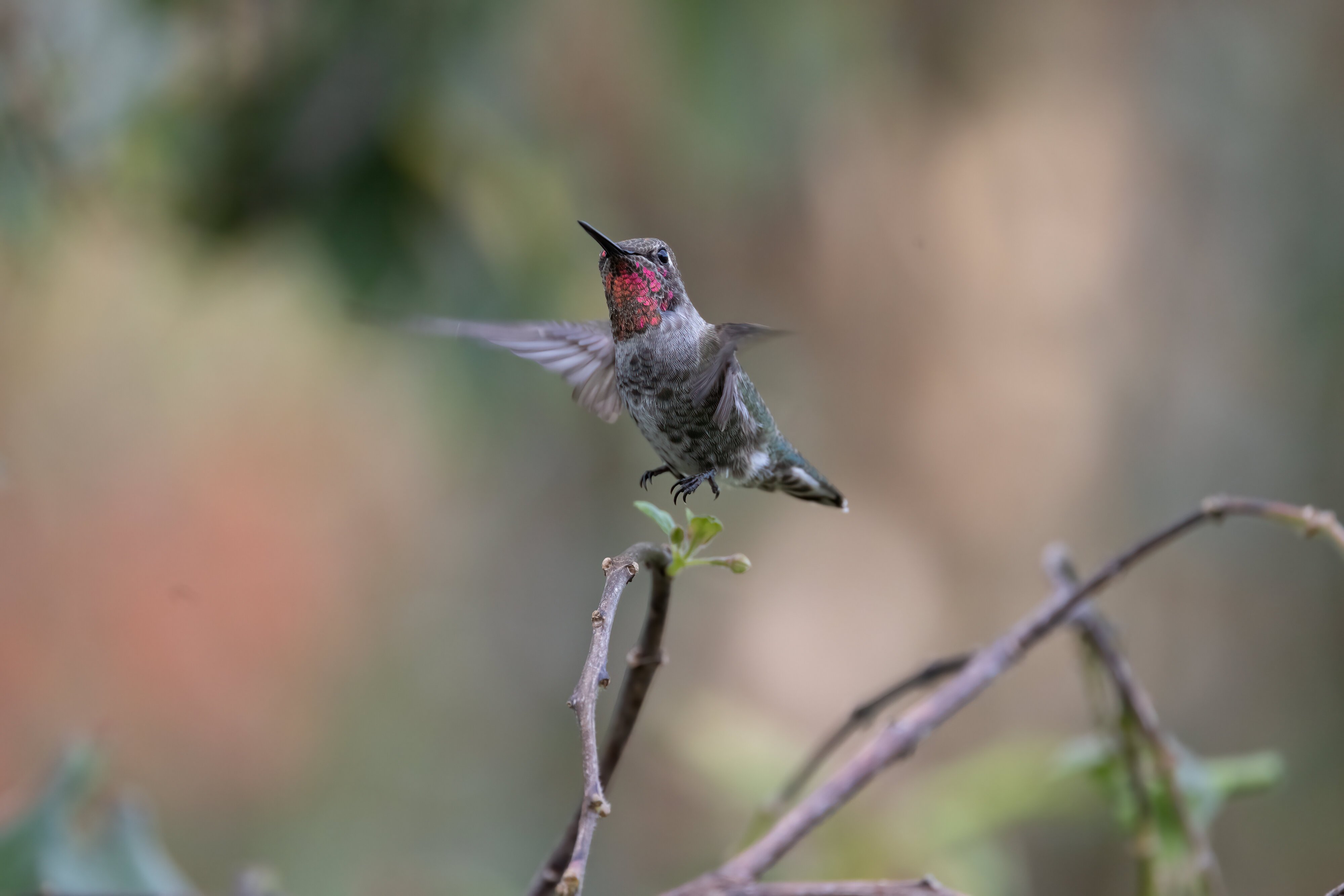 Male, Anna's Hummingbird