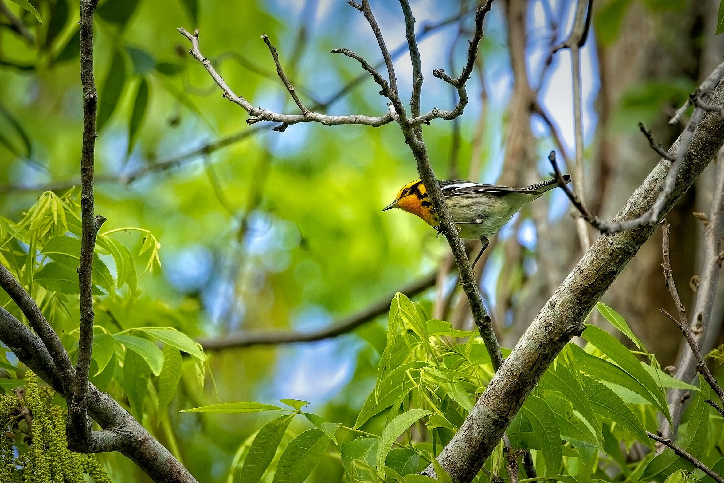 male Blackburnian Warbler