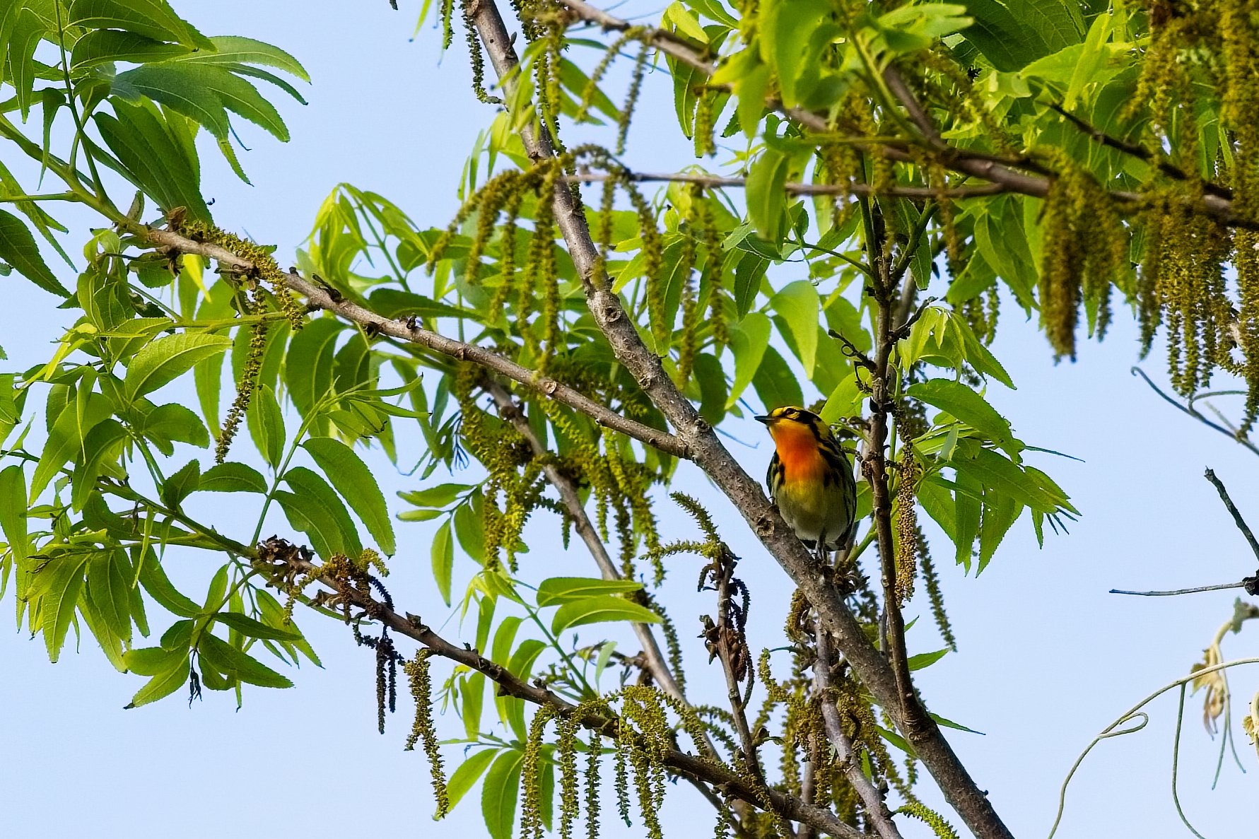 male Blackburnian Warbler