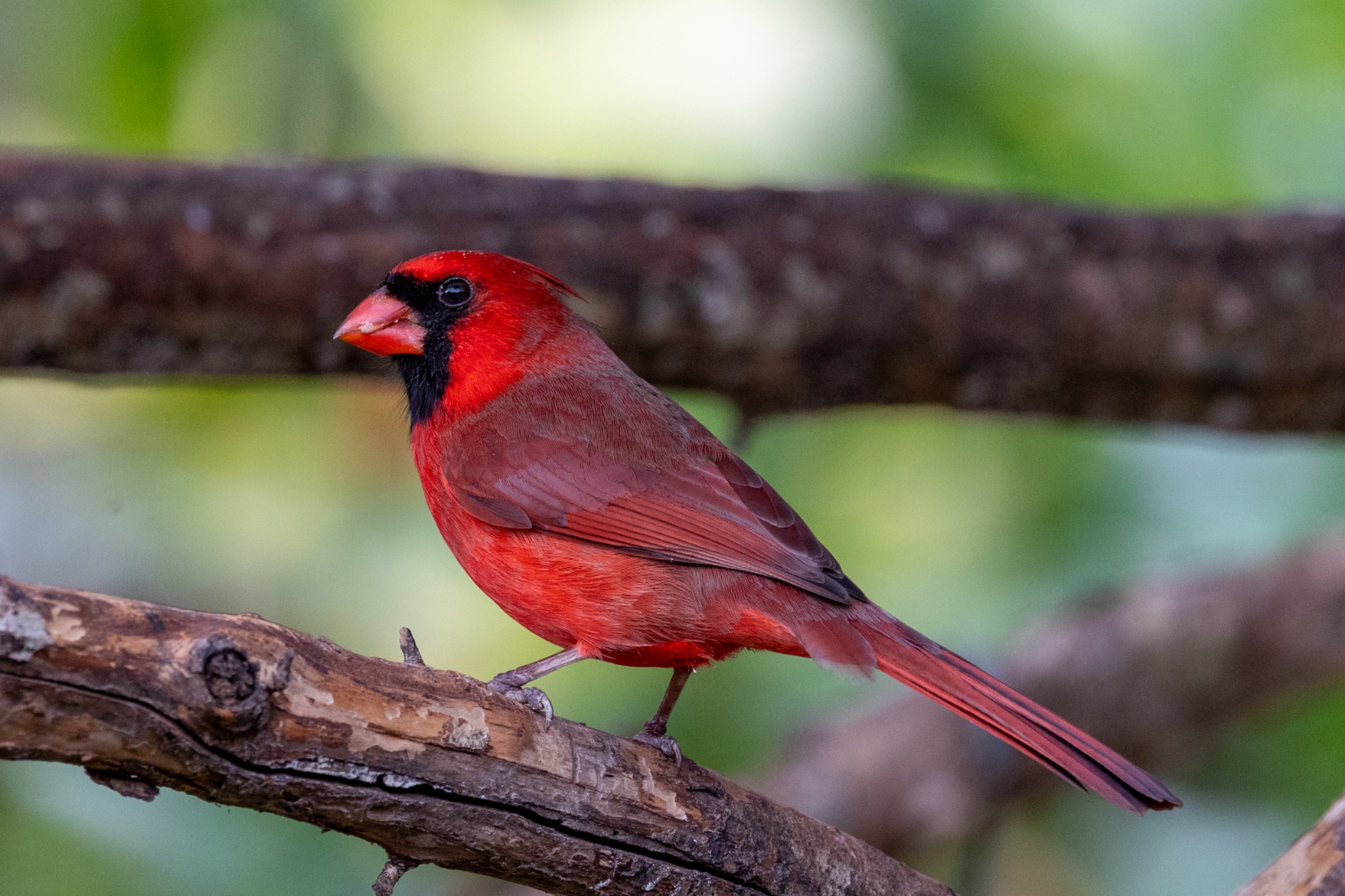 Male Cardinal-2248.jpg