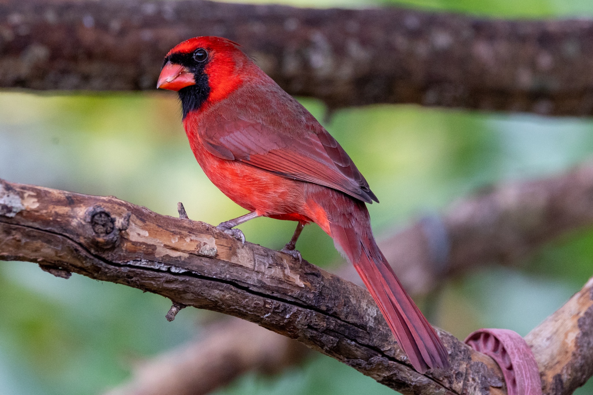 Male Cardinal-2250.jpg | Canon RF Shooters Forums