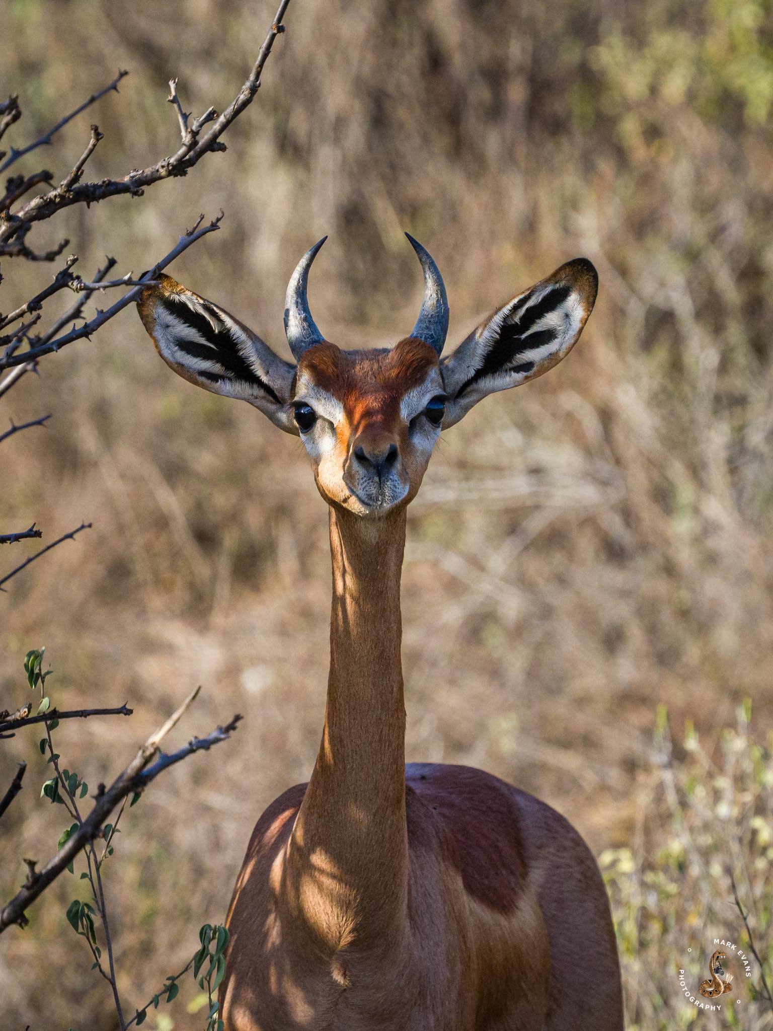 Male Gerenuk.jpg