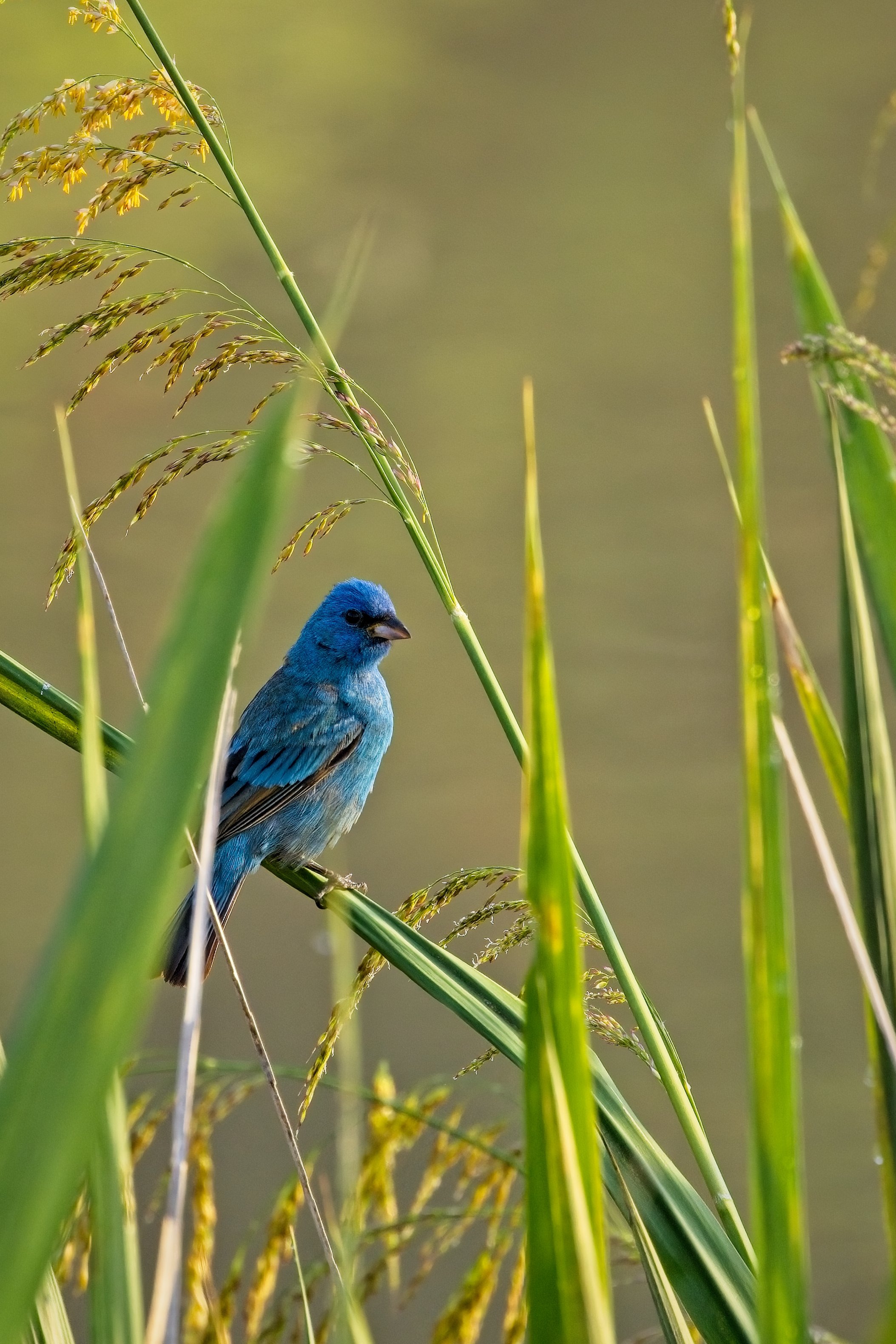 male Indigo Bunting