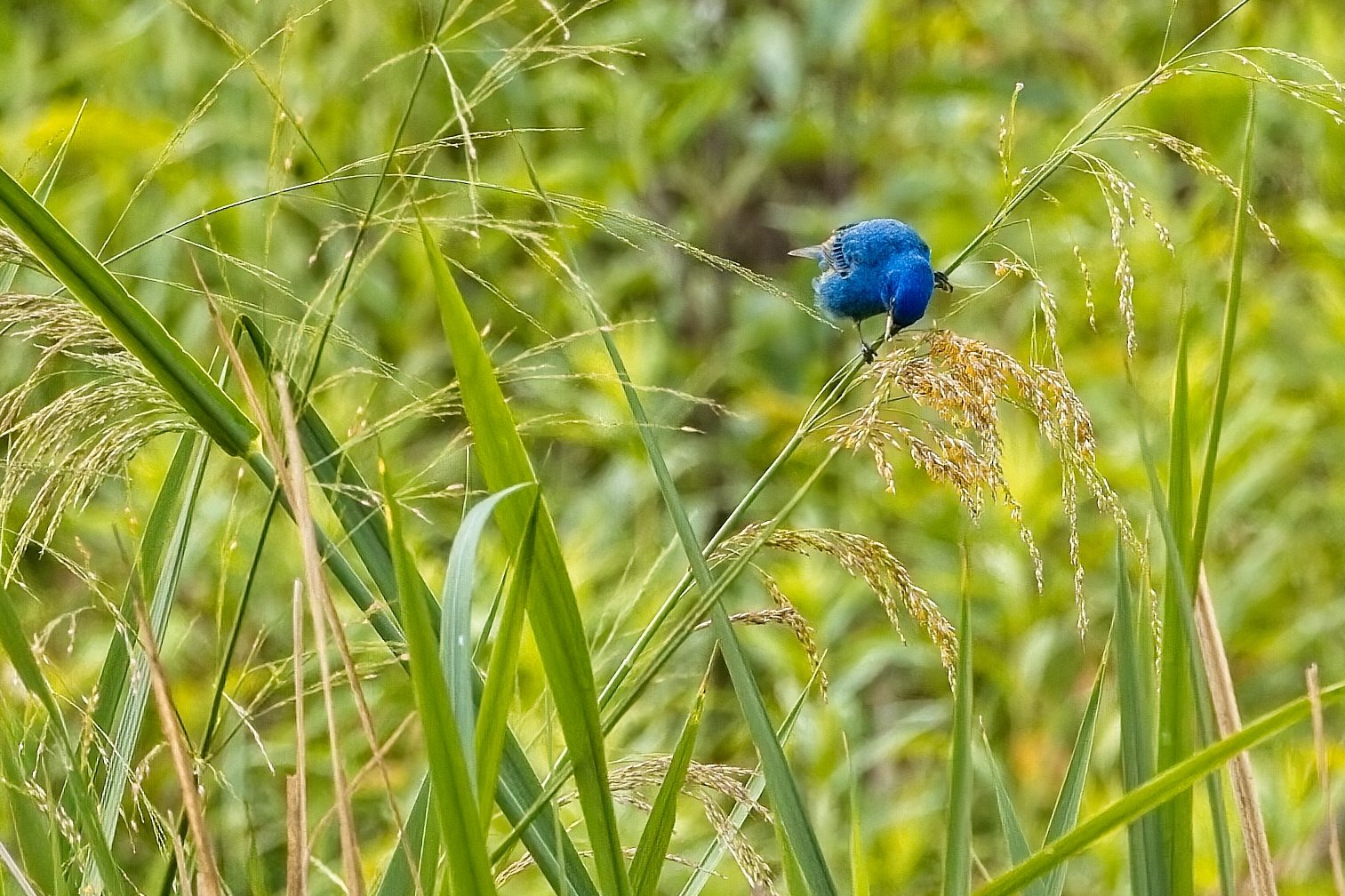 male Indigo Bunting