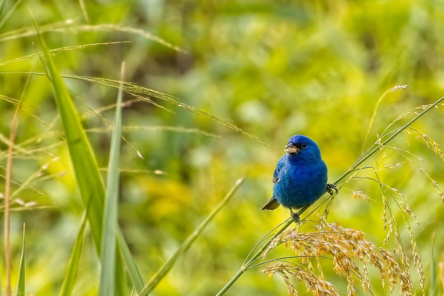 male Indigo Bunting