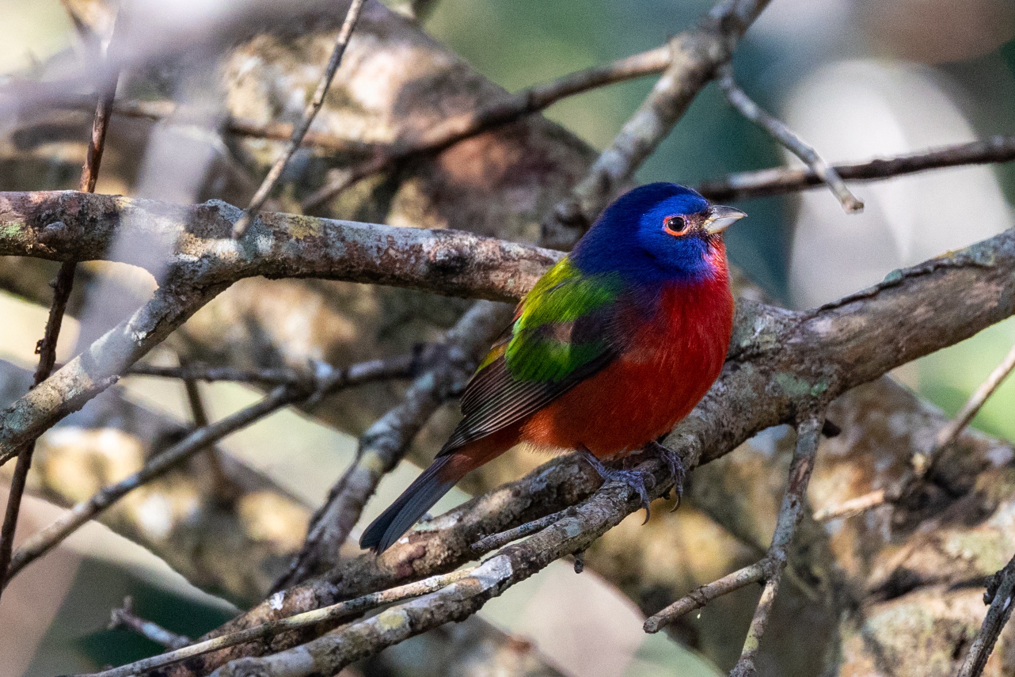 Male Painted Bunting-5741.jpg