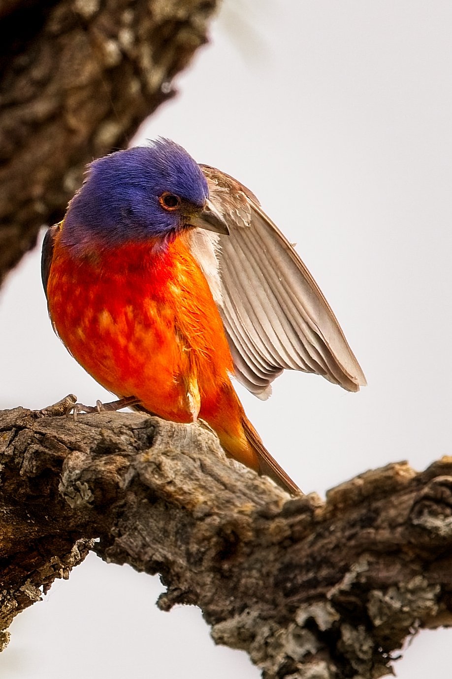 Male Painted Bunting