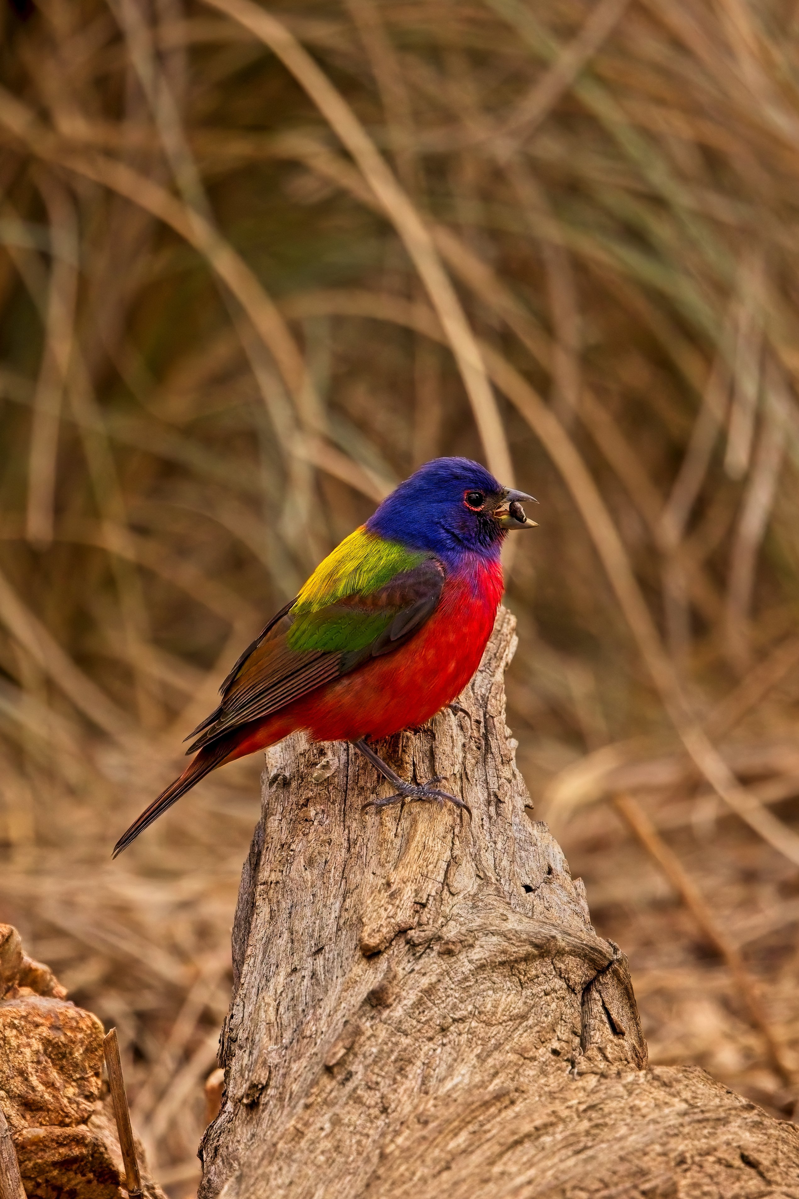 male Painted Bunting