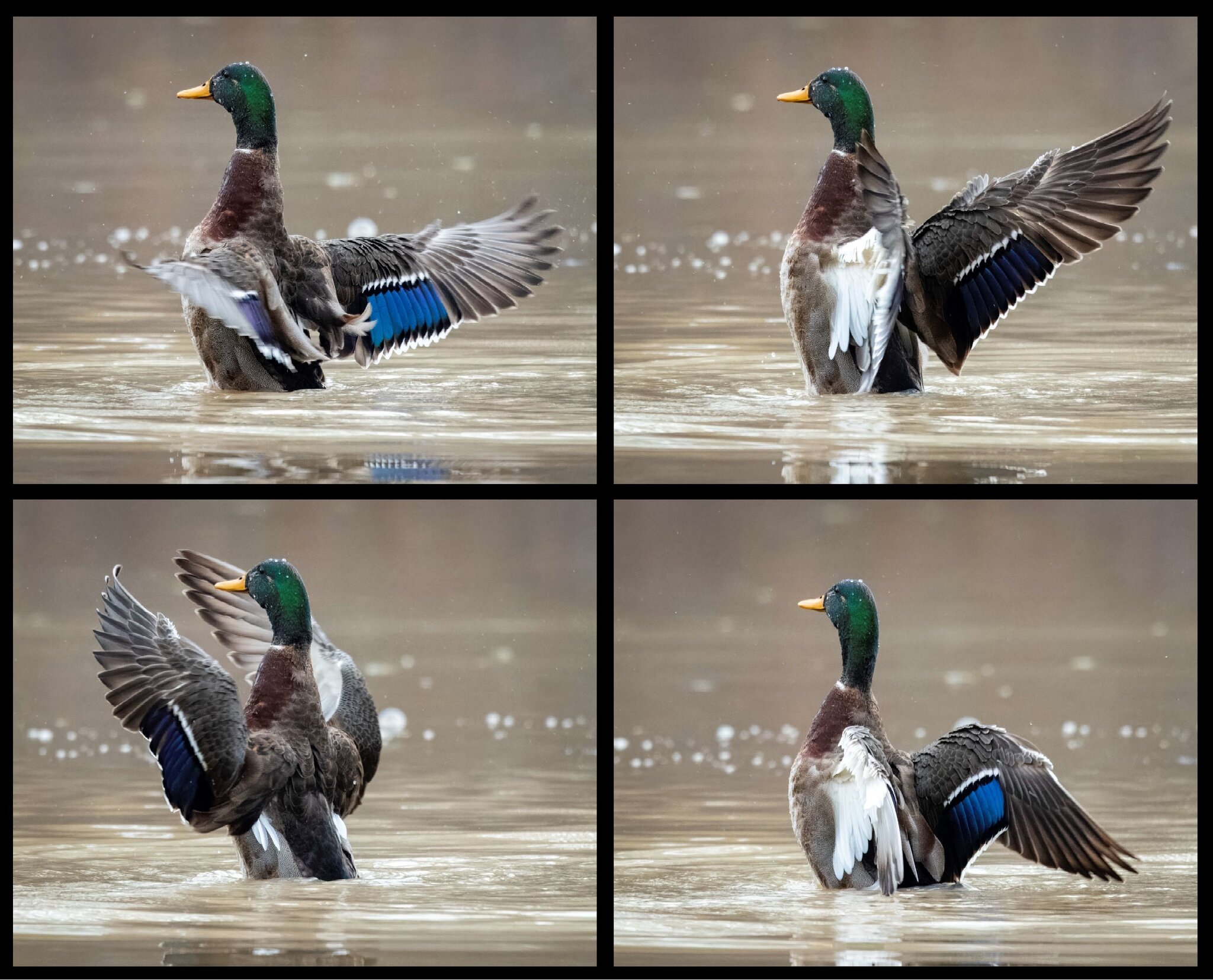 Mallard flapping wings.jpg