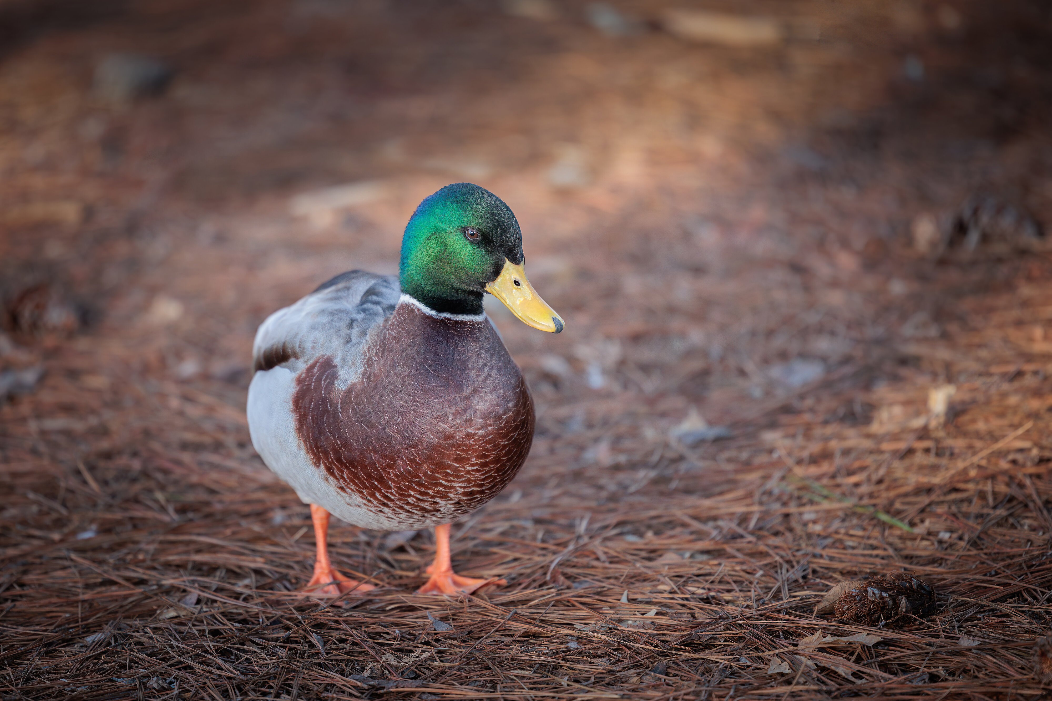 Mallard01072022.jpg