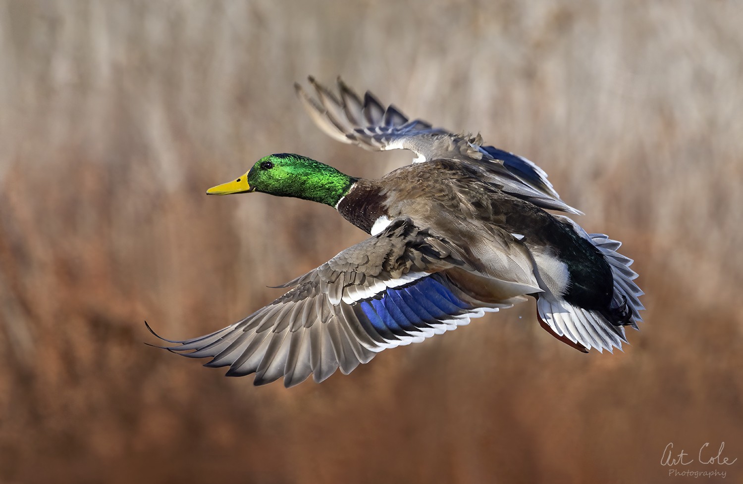 mallarddrakeflycropSmall.jpg