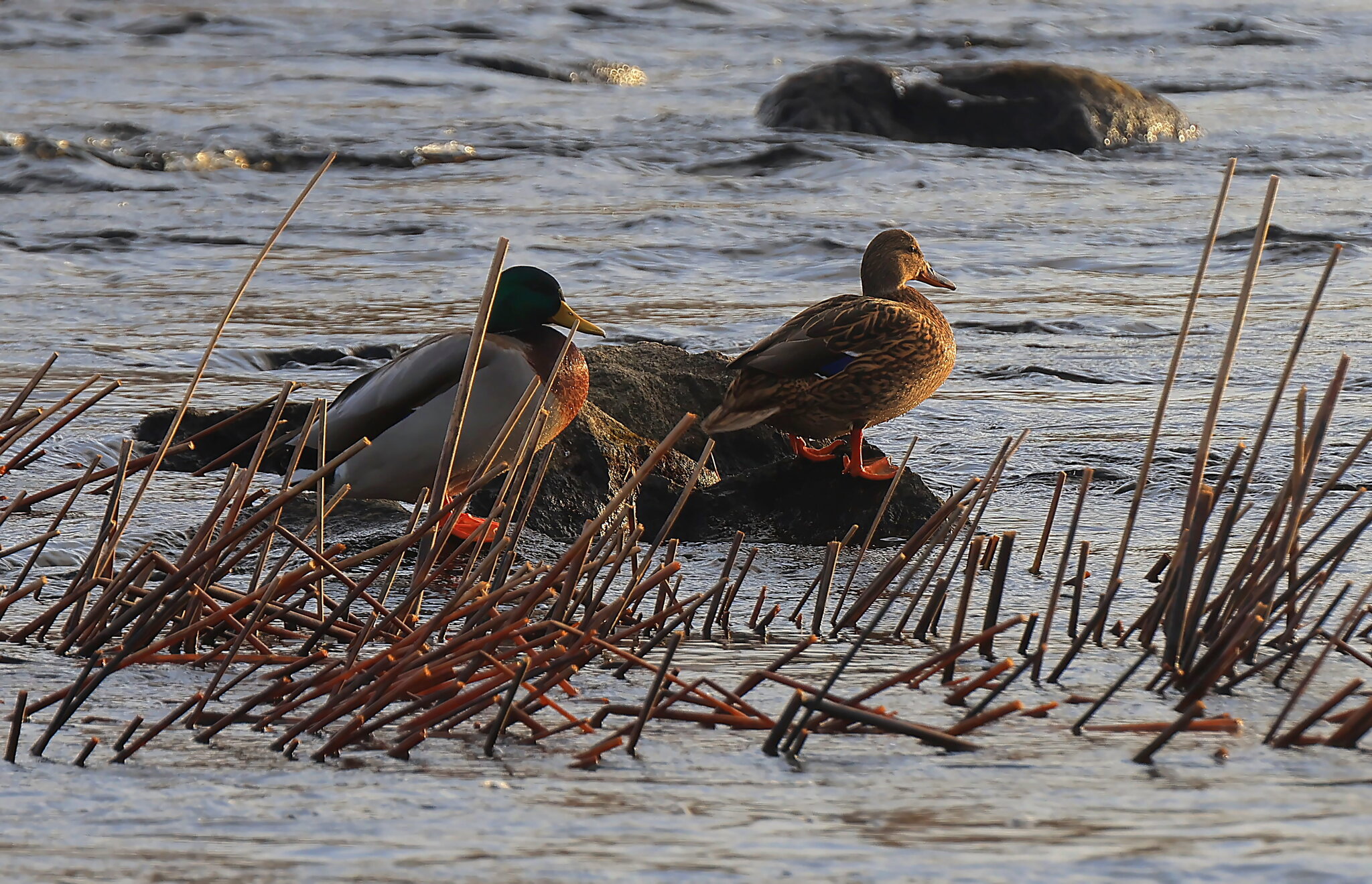 Mallards