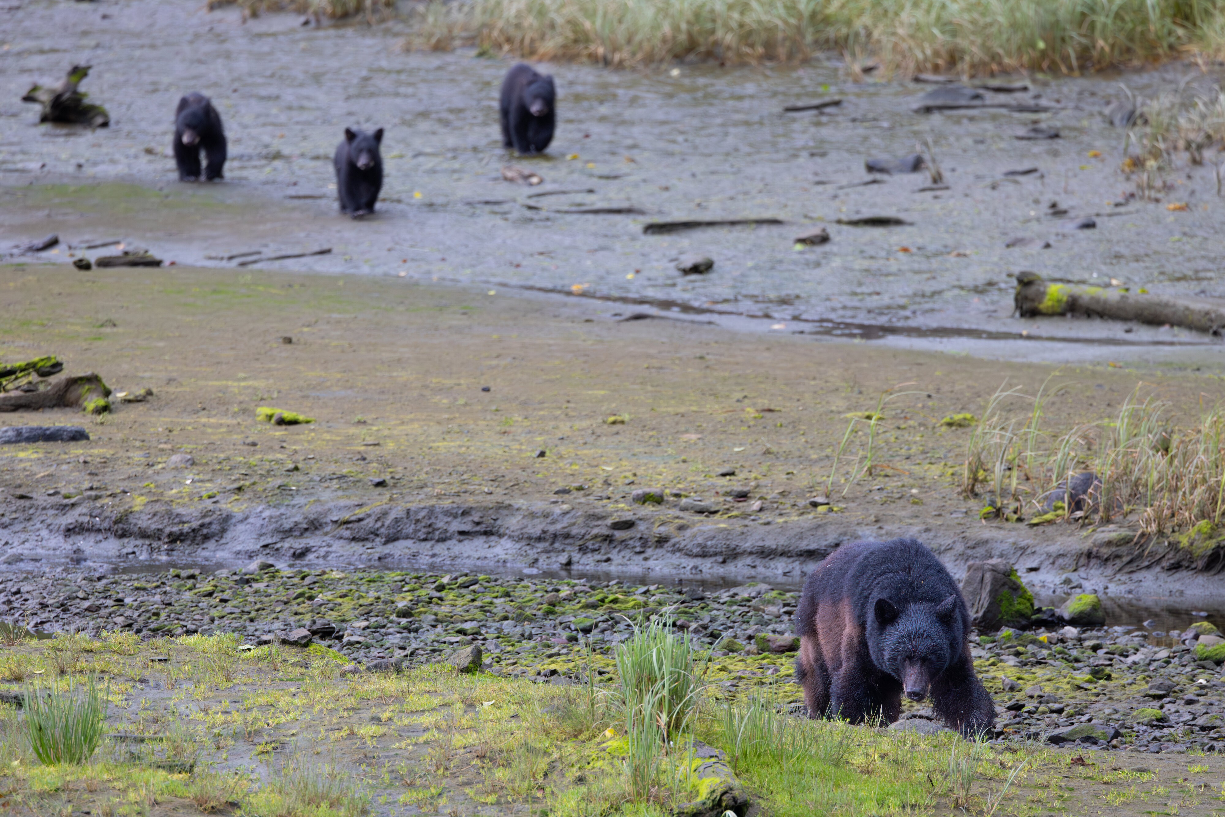 Mama Bear and Cubs heading up the creek in our neighborhood for a day of fishing.