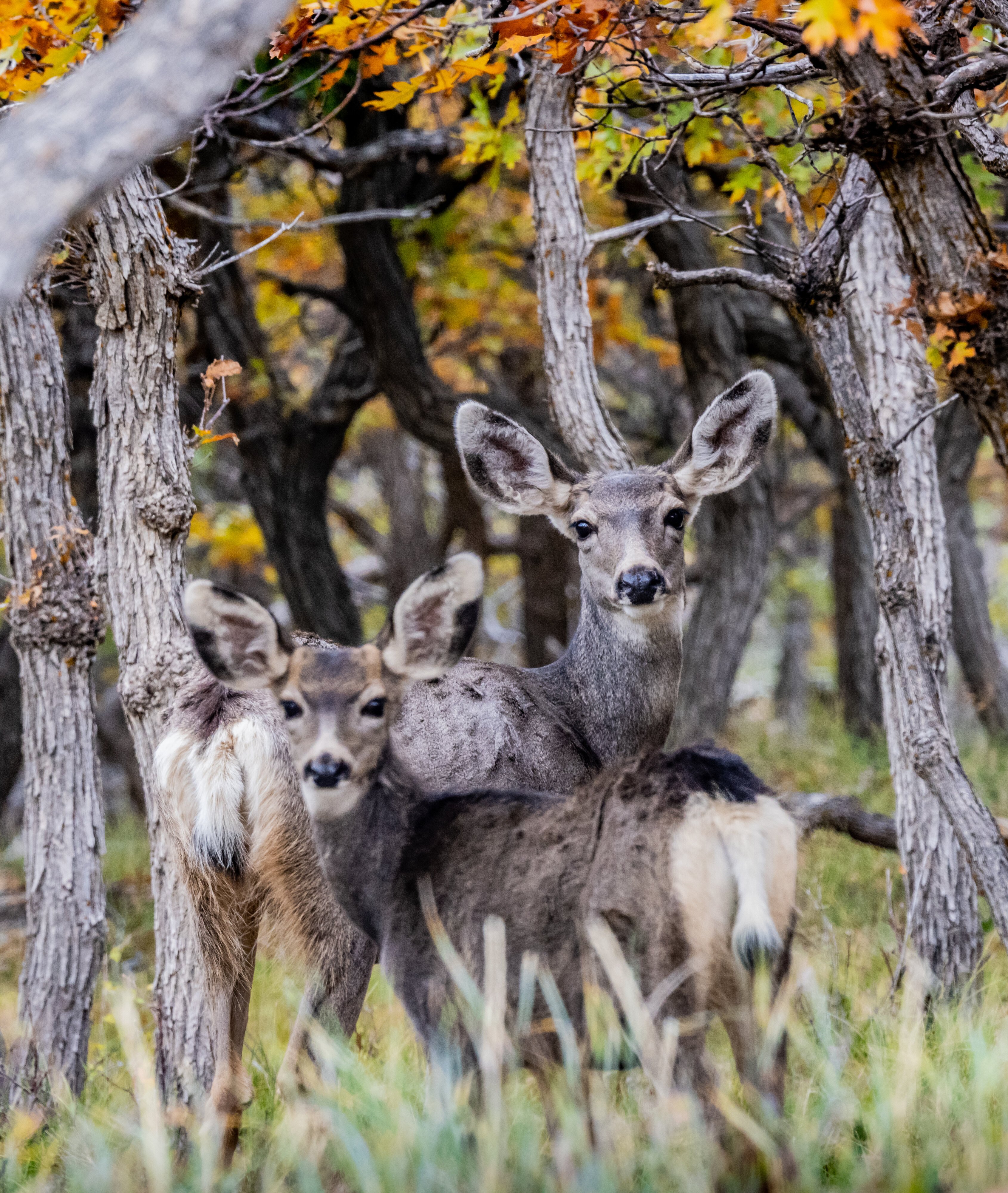 Manti LaSal National Forest