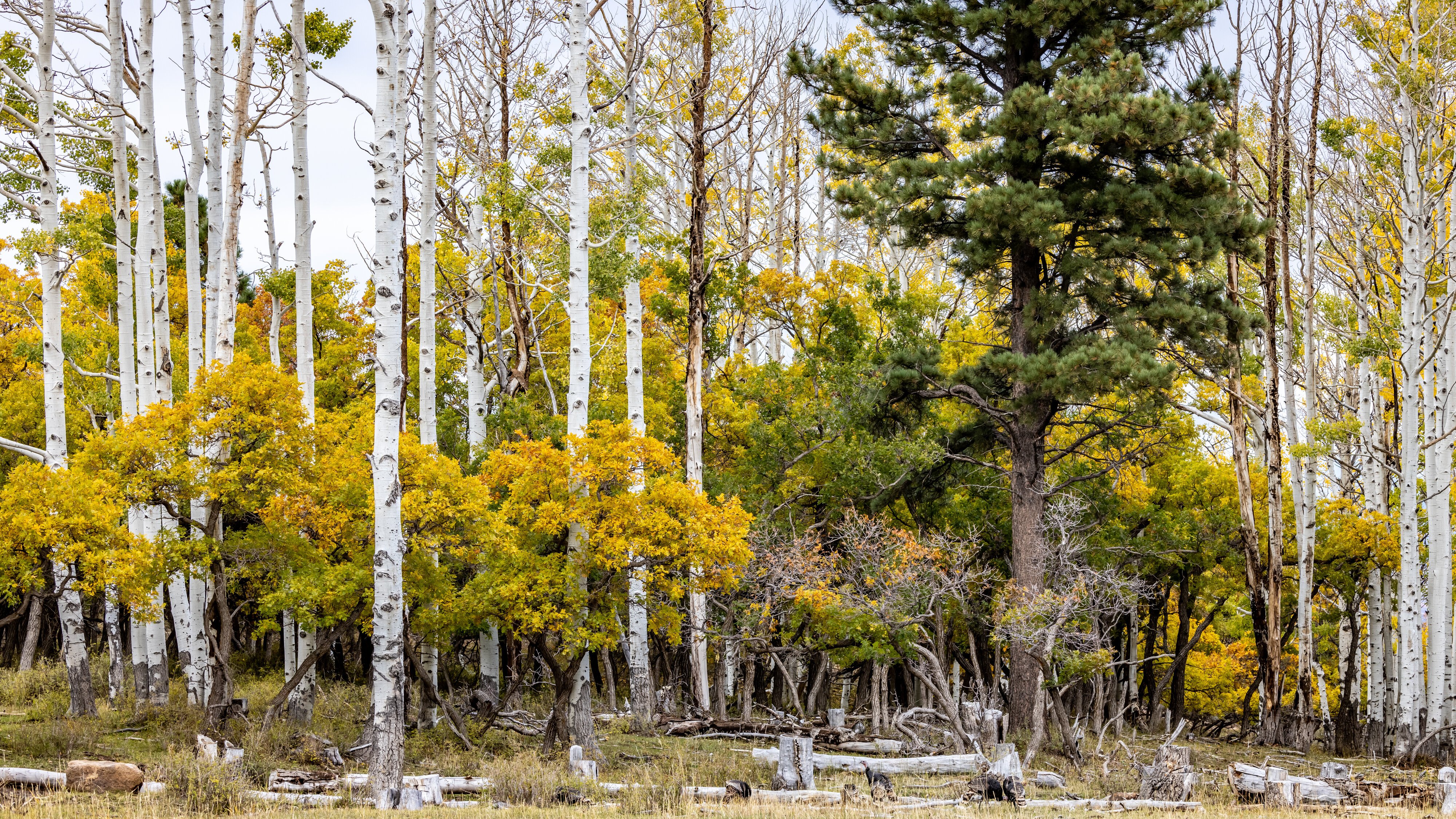 Manti LaSal National Forest