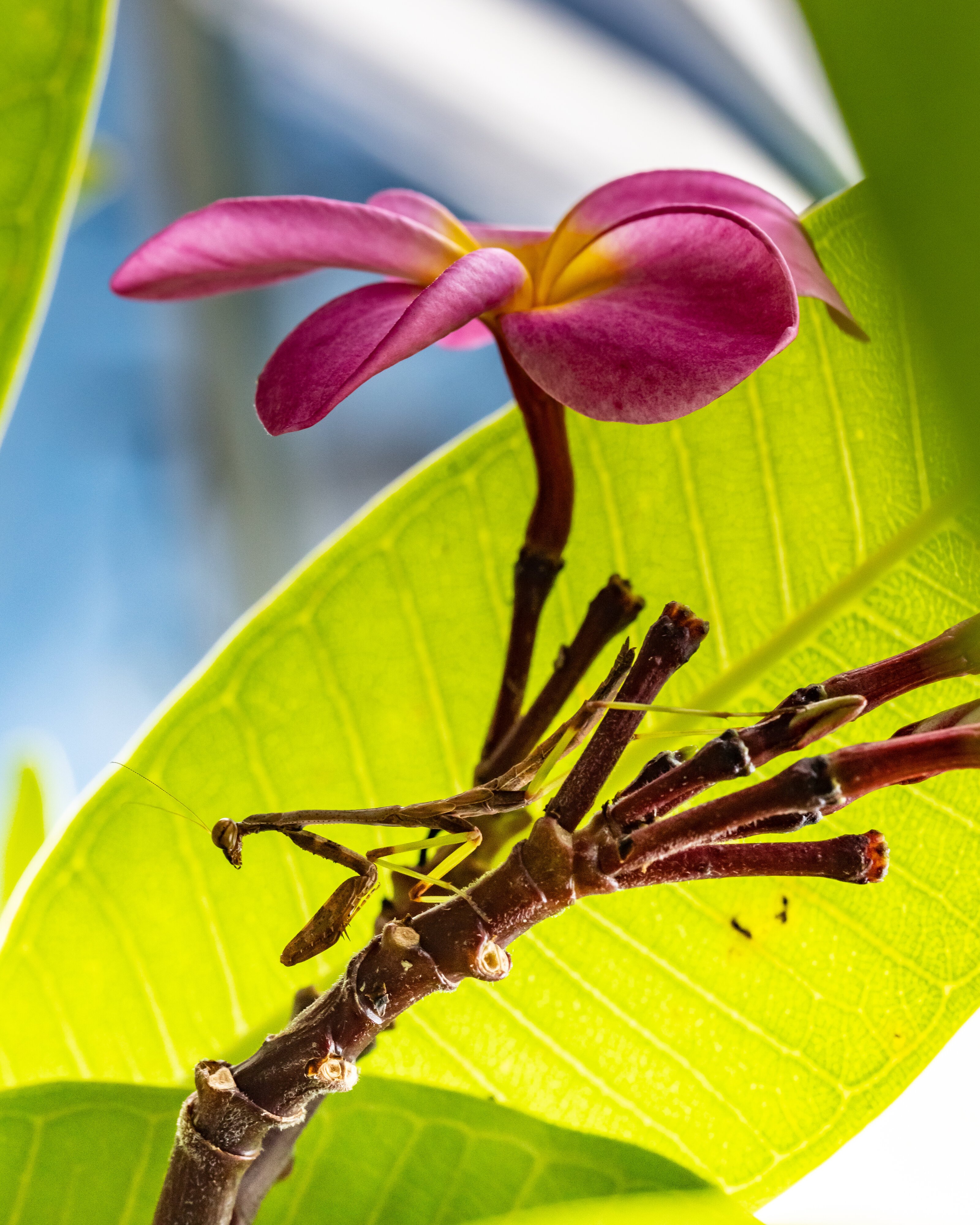 Mantis under a plumeria