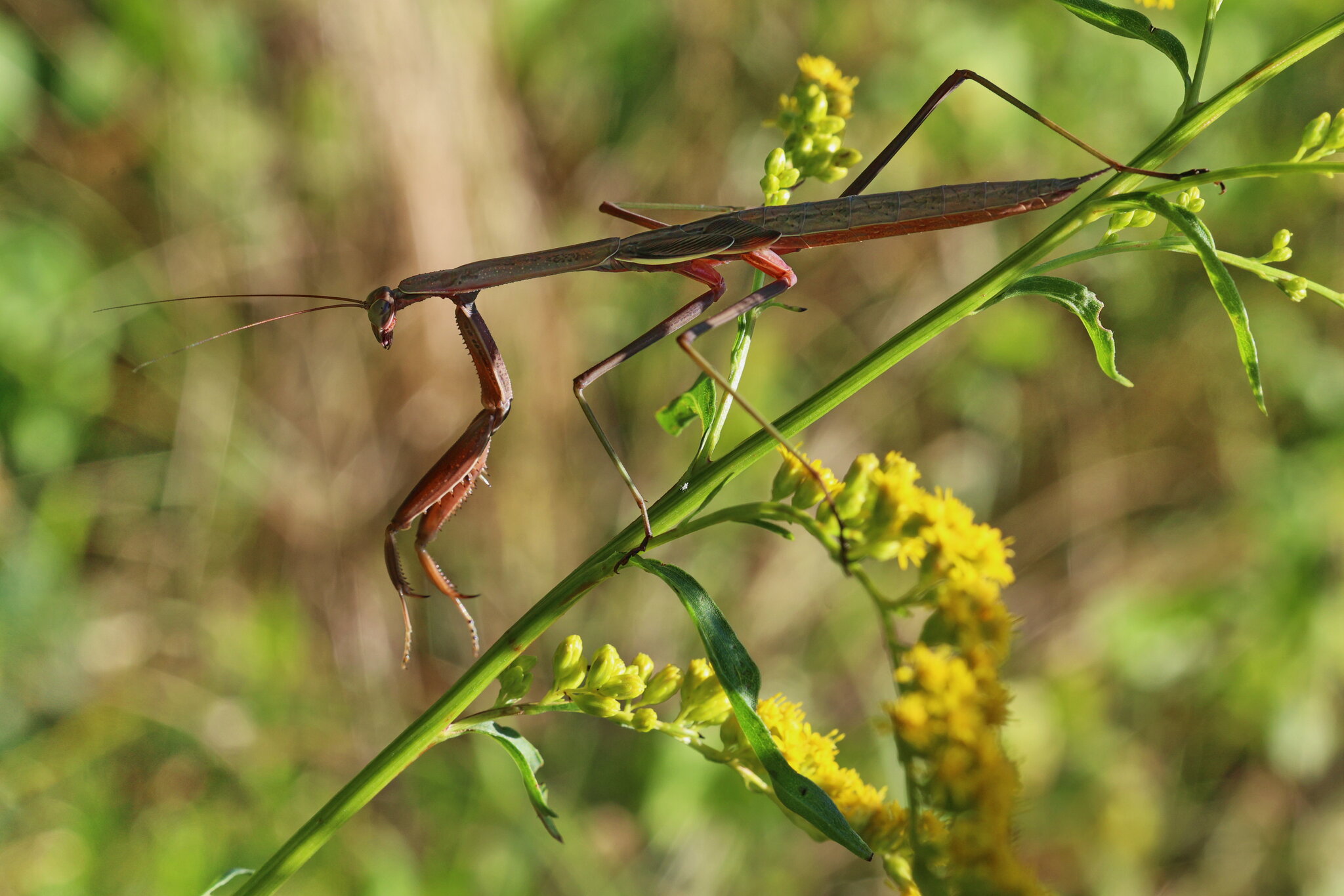 Mantis3.JPG | Canon RF Shooters Forums