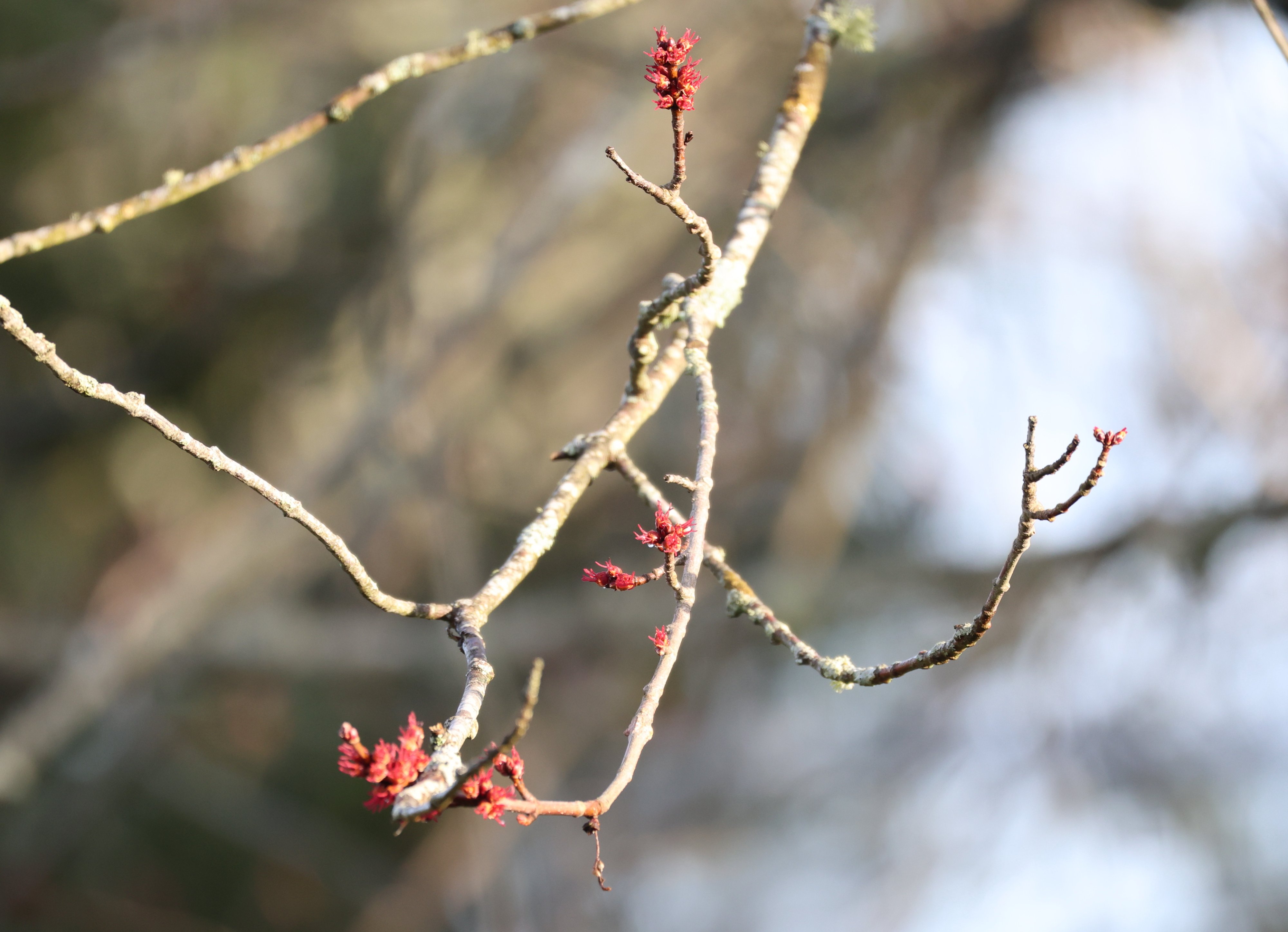 Maple buds.JPG