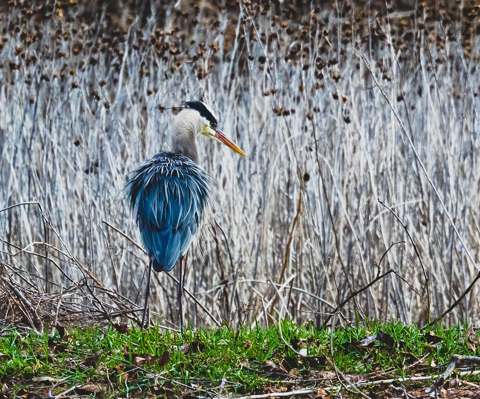 March 21, 2022_Blue Herons_084.jpg