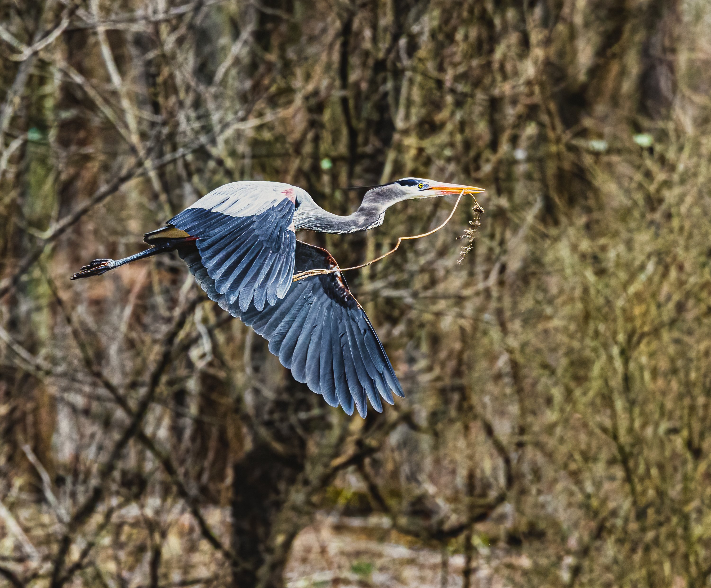 March 21, 2022_Blue Herons_1761.jpg