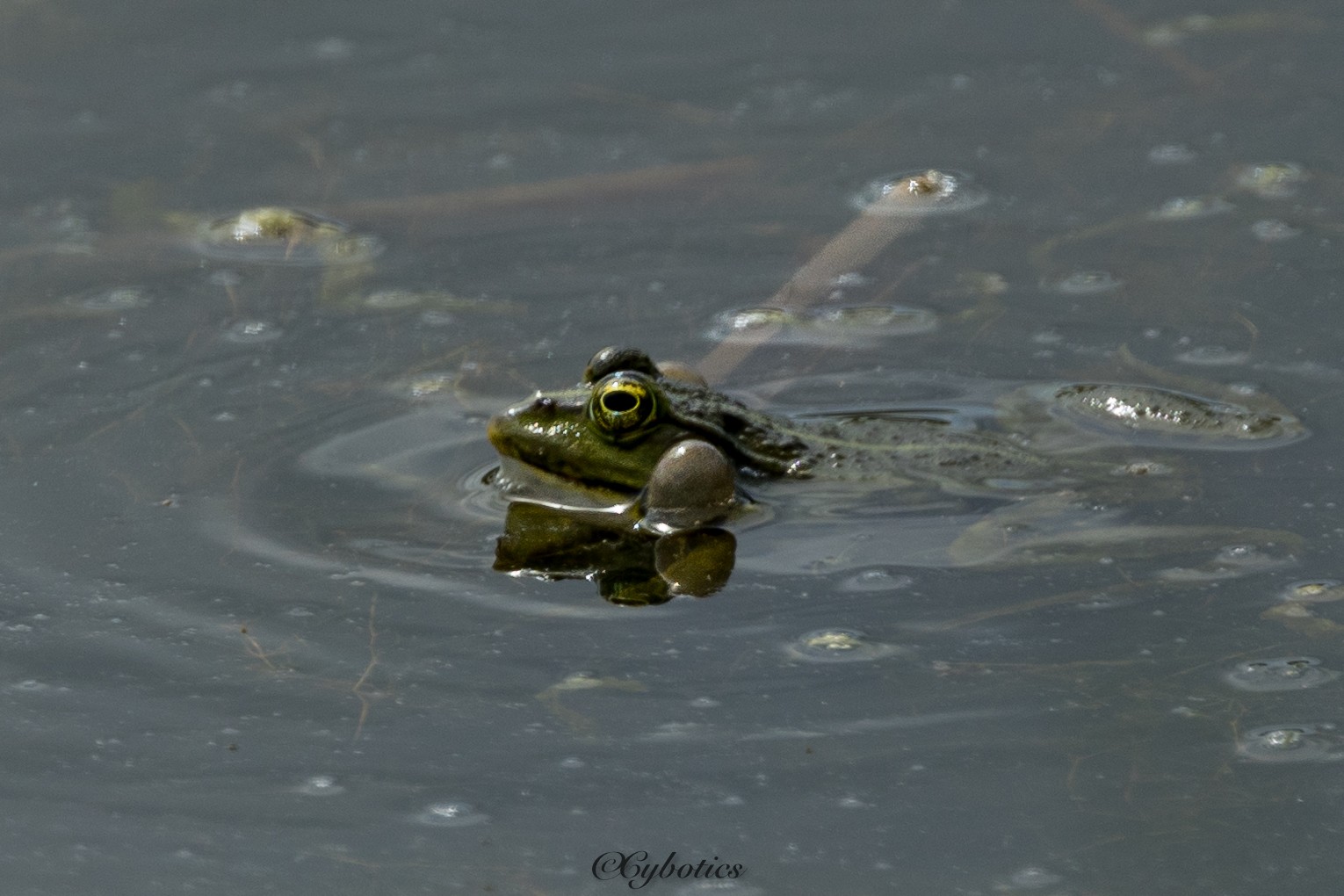 Marsh Frog