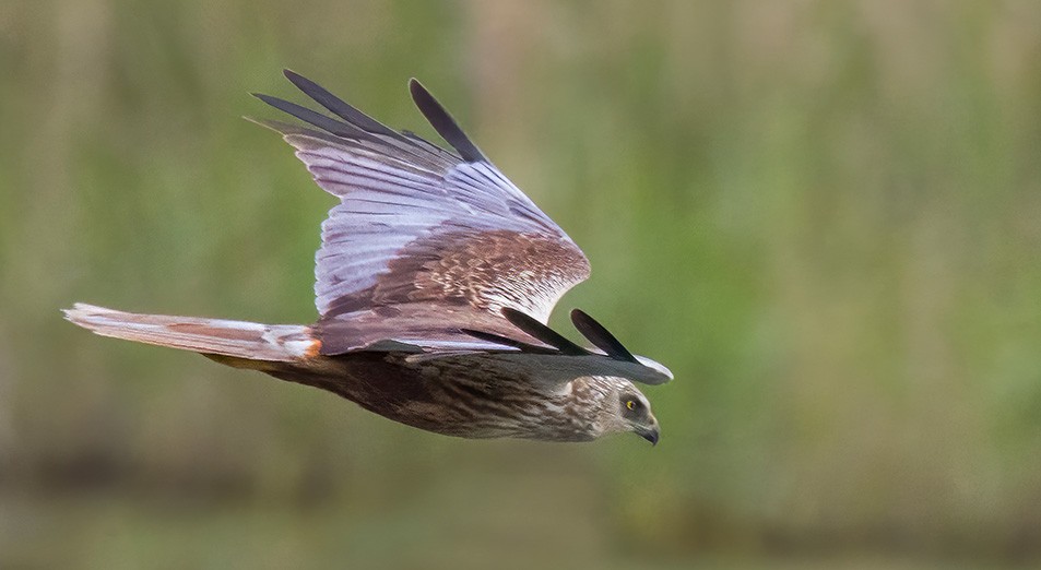 Marsh Harrier