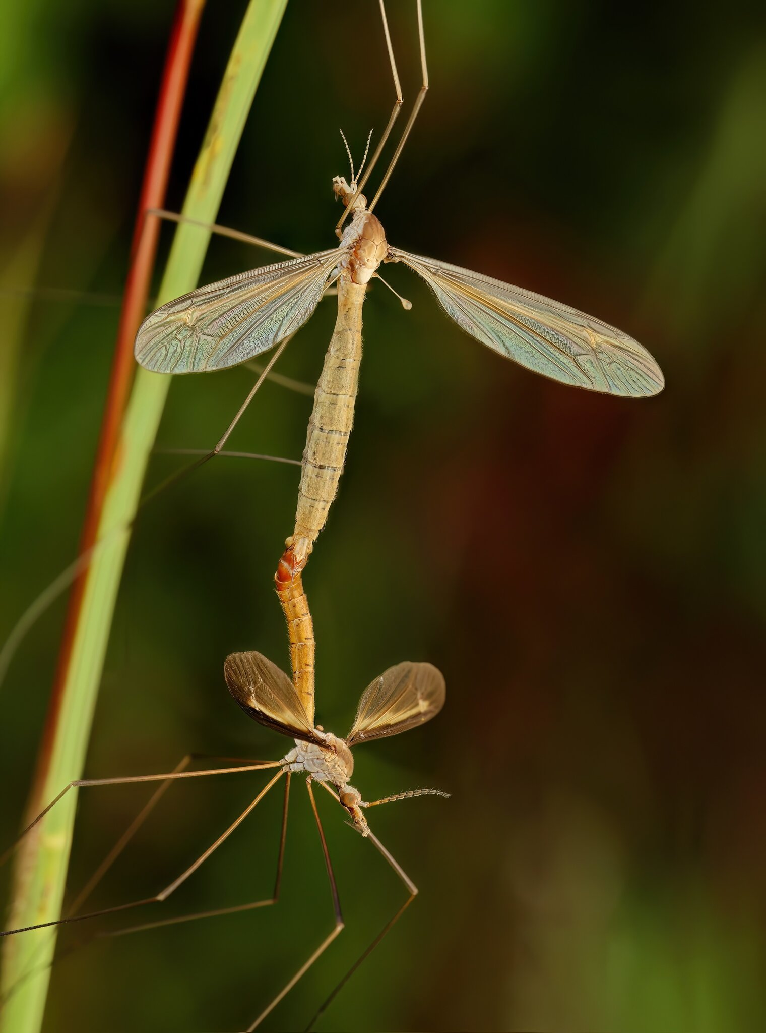 Mating Craneflies