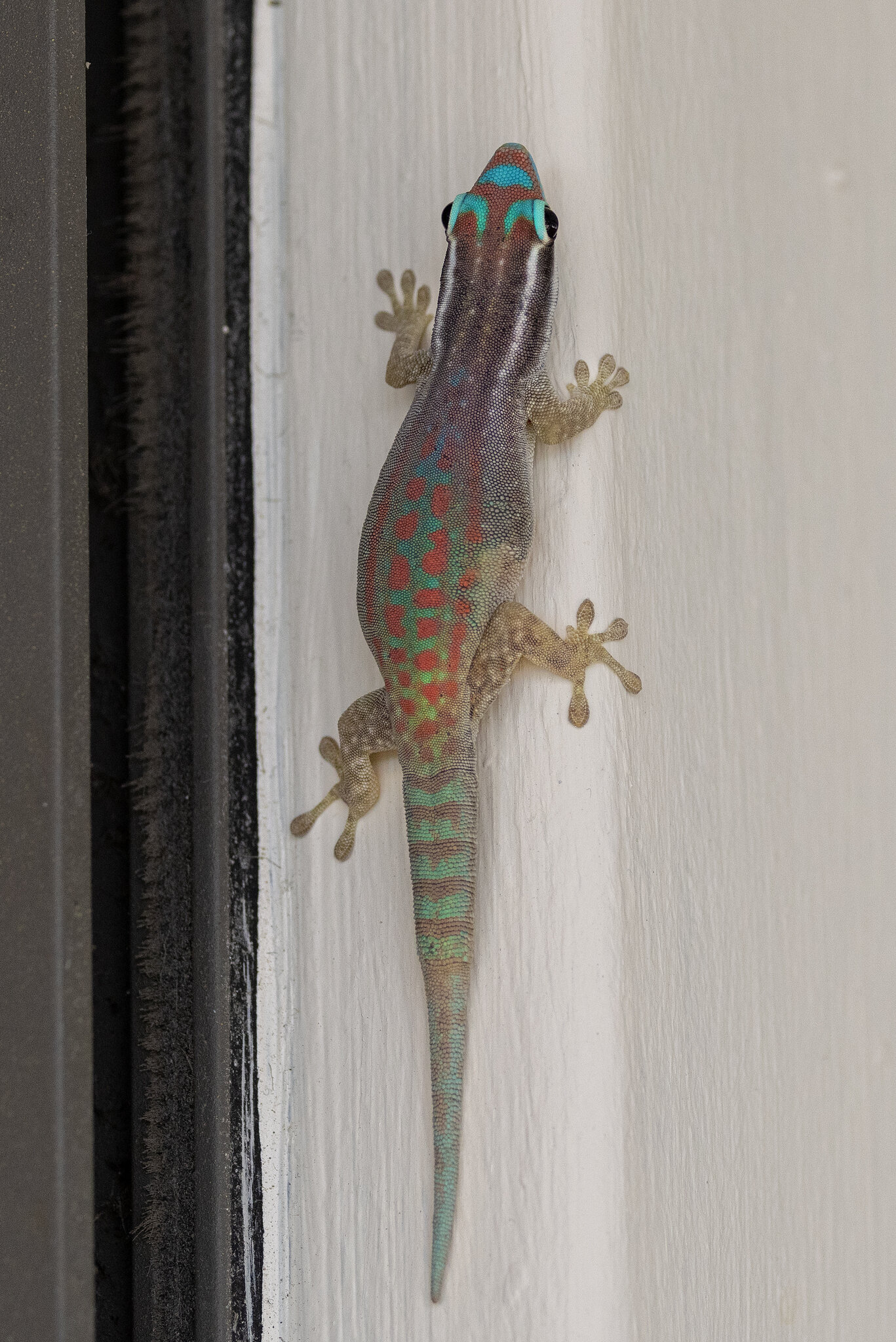 Mauritius Ornate Day Gecko.jpg