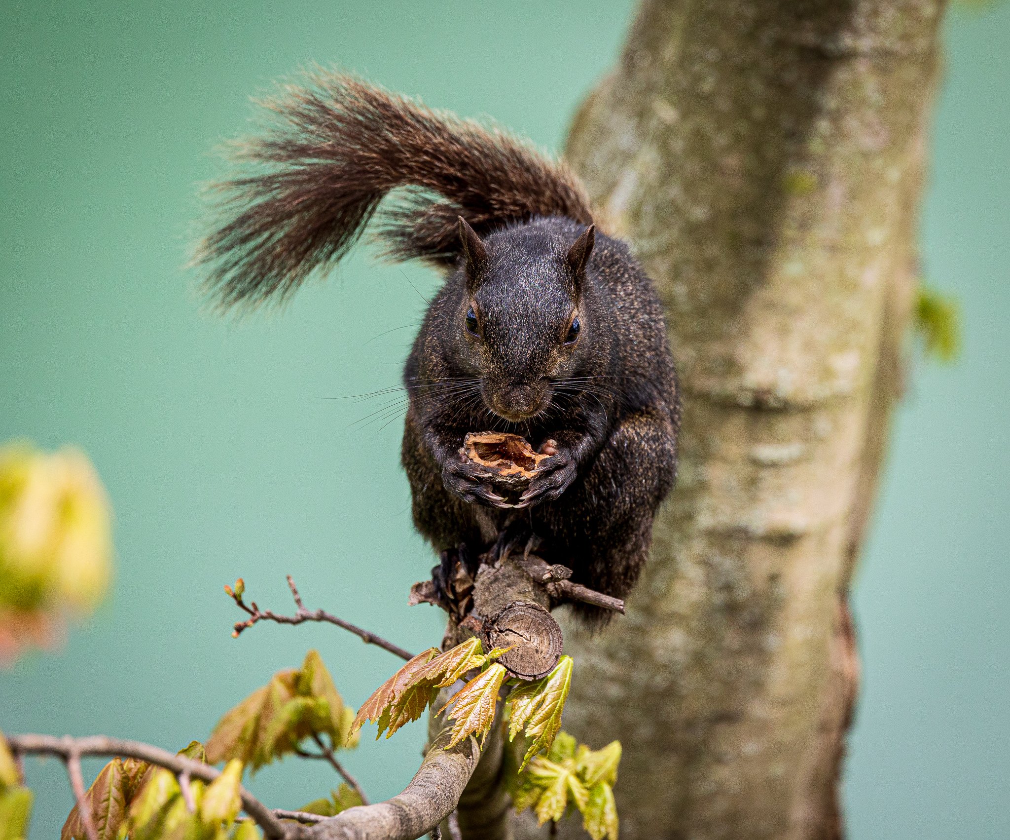 May 07, 2022_Black Squirrel_6100.jpg