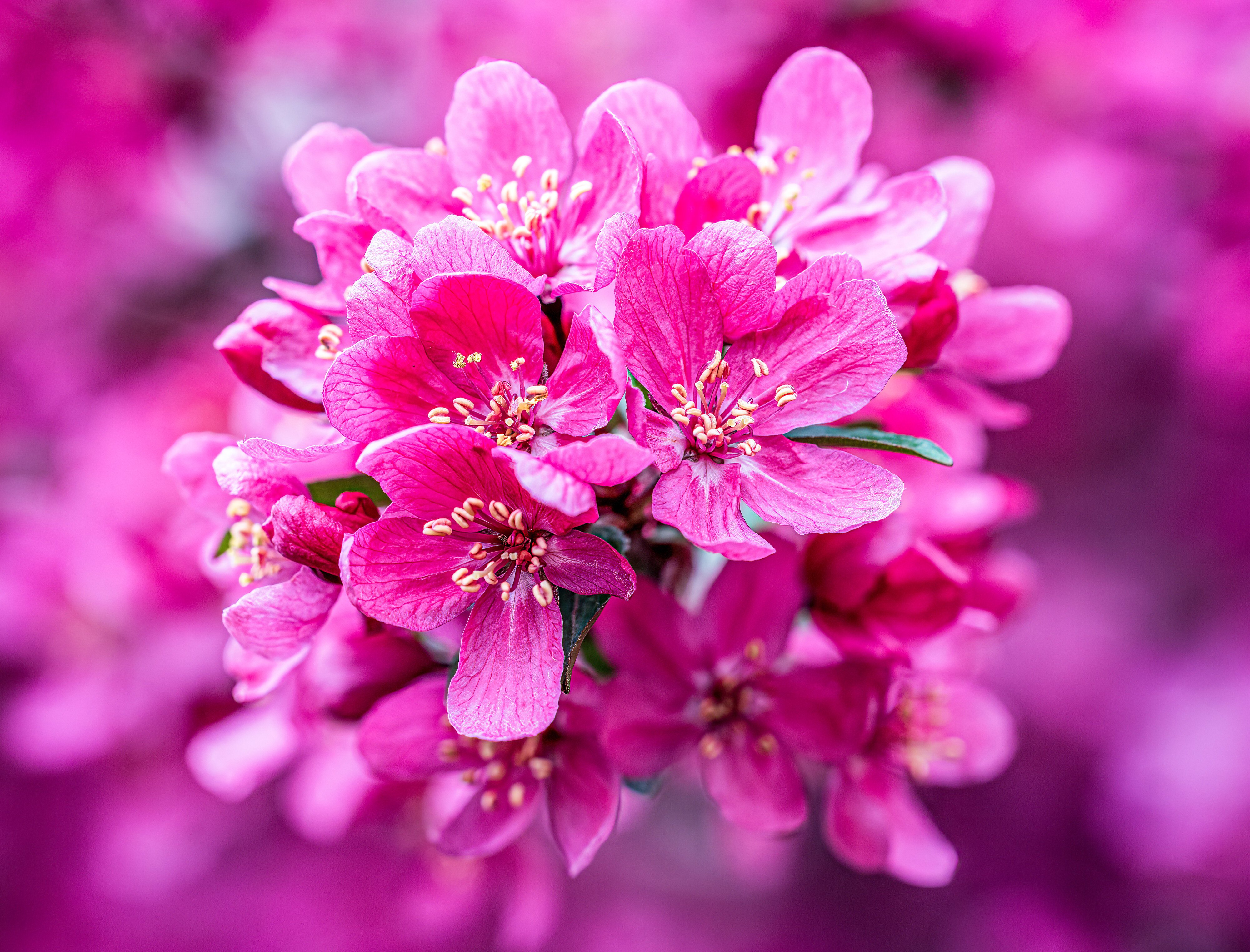 May 07, 2022_Crabapple blooms_005.jpg