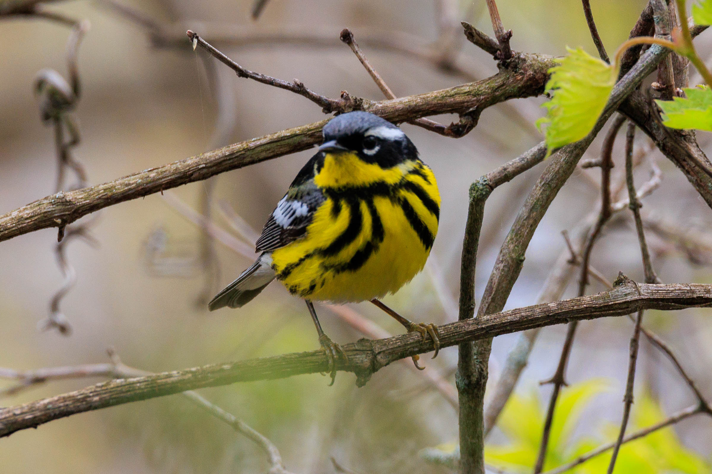 May 13, 2023_Magee Marsh_8928.jpg