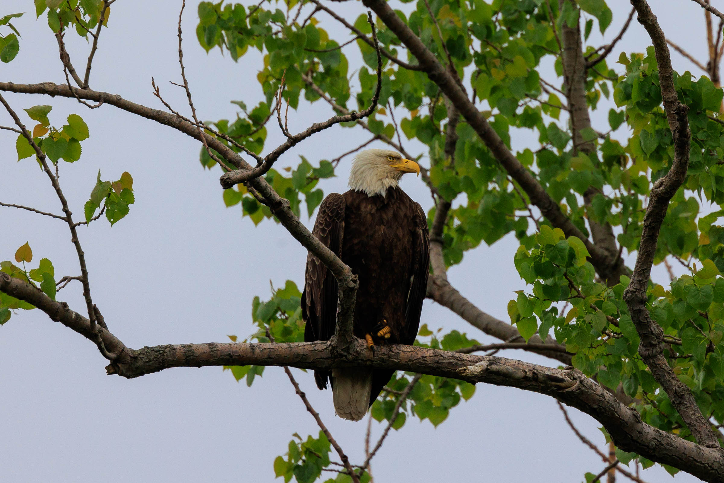 May 13, 2023_Magee Marsh_9526.jpg