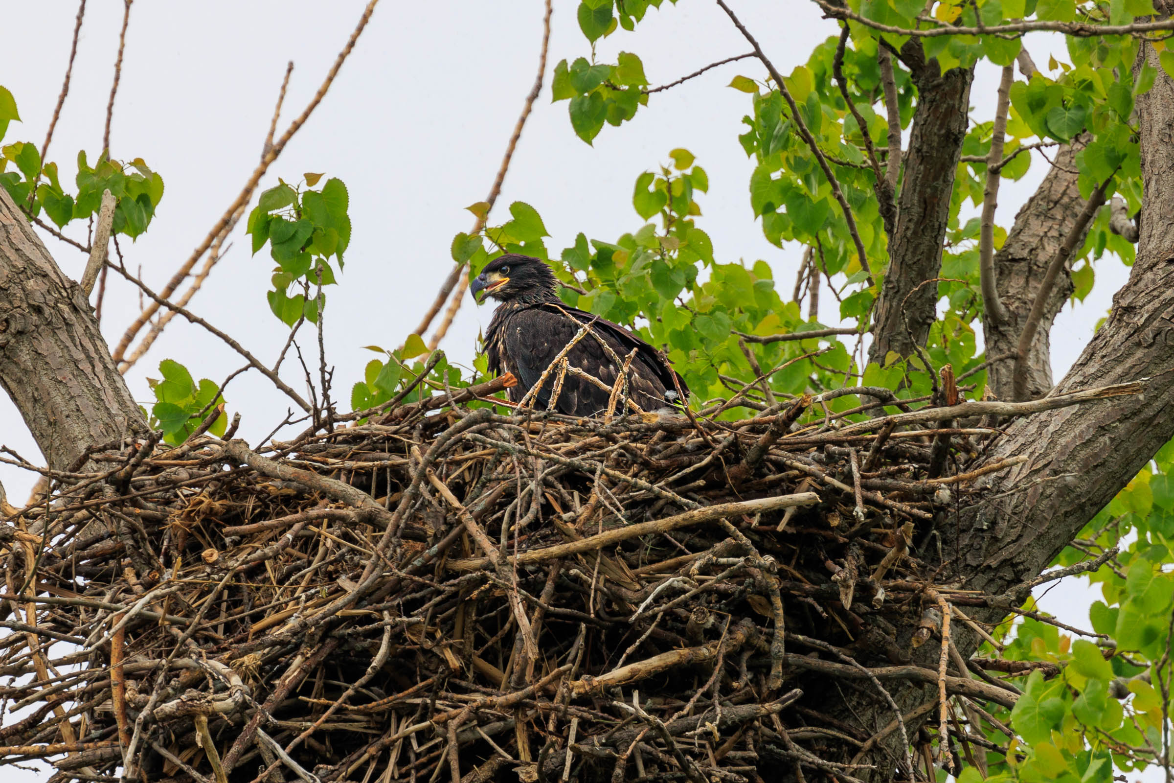 May 13, 2023_Magee Marsh_9561.jpg