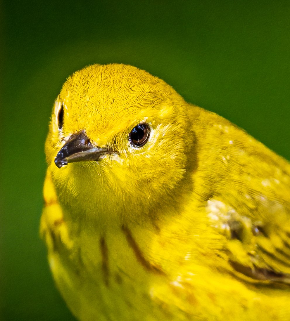 May 29, 2022_Magee Marsh 2_9170-Edit.jpg