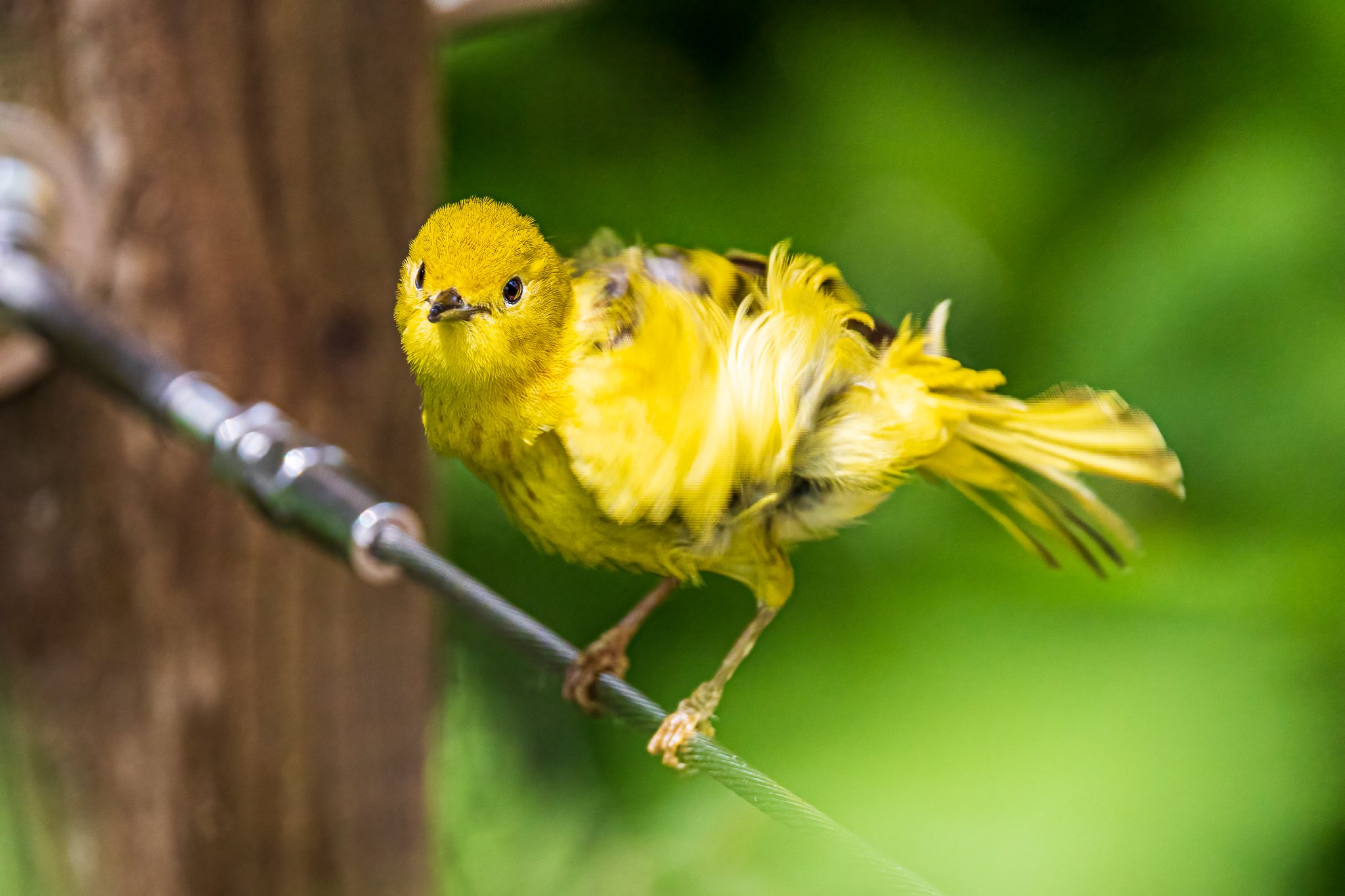 May 29, 2022_Magee Marsh 2_9176-Edit.jpg