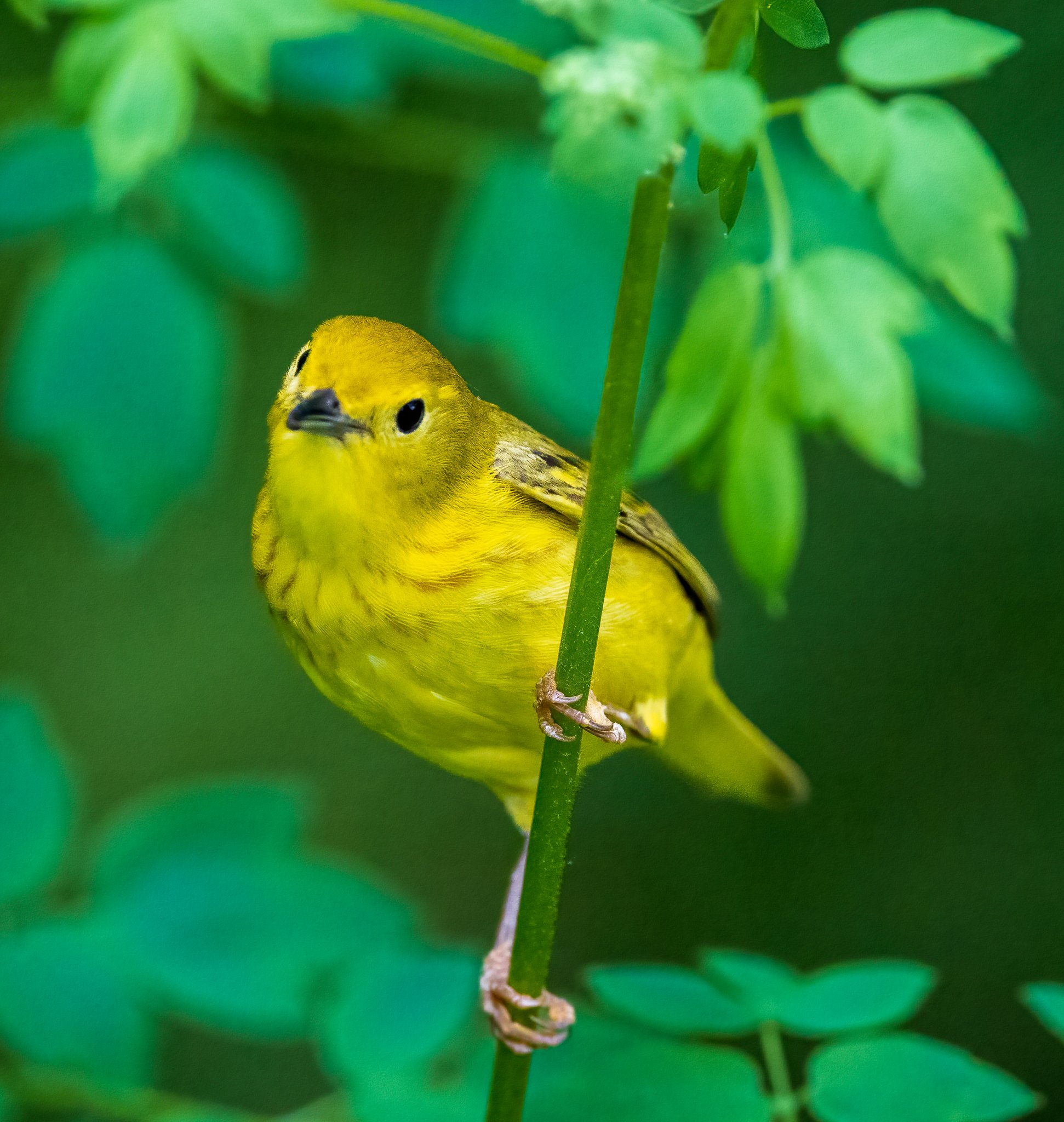 May 29, 2022_Magee Marsh 2_9185-Edit.jpg