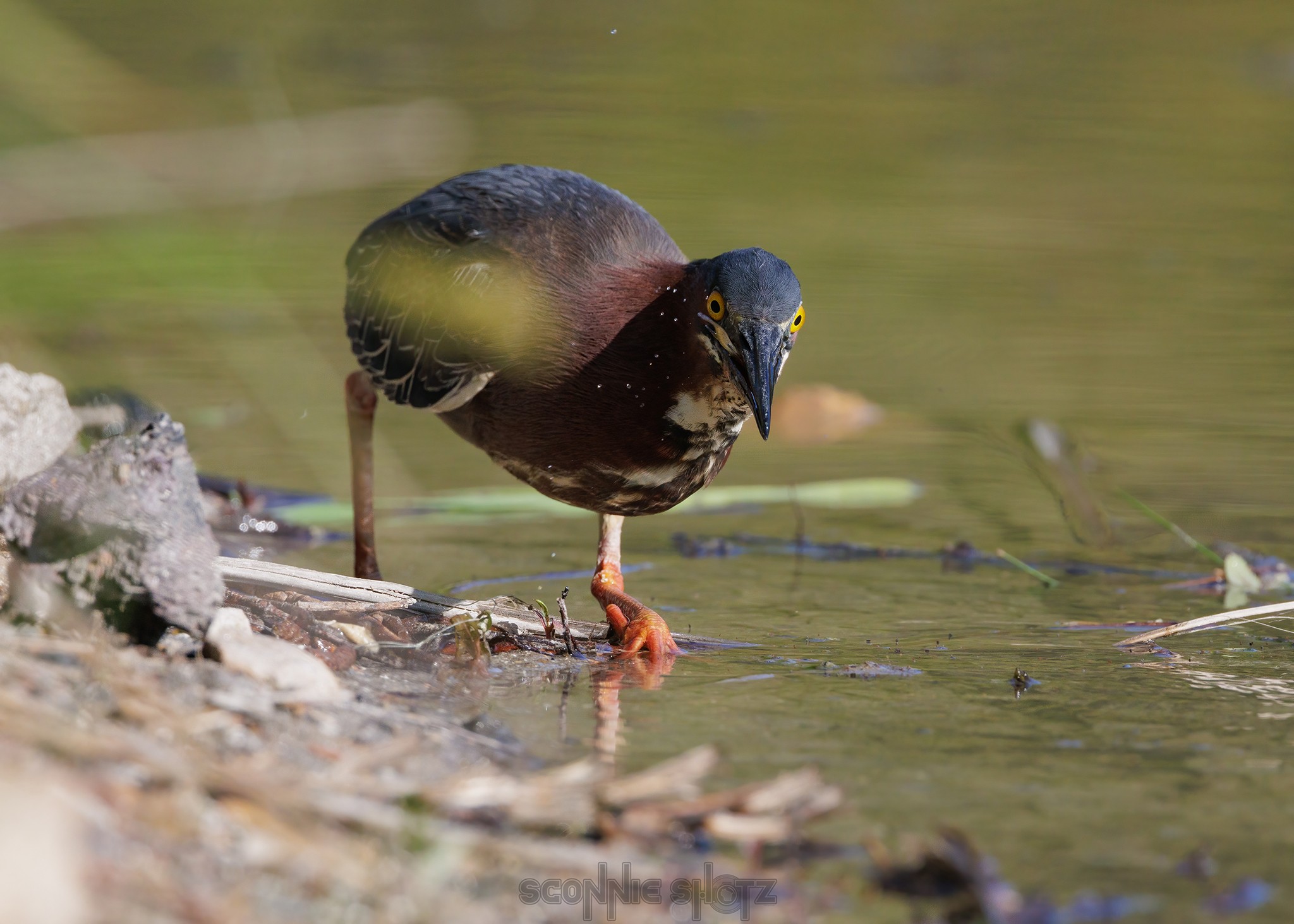 May10_23-WingraGreenHeron-92wr.jpeg