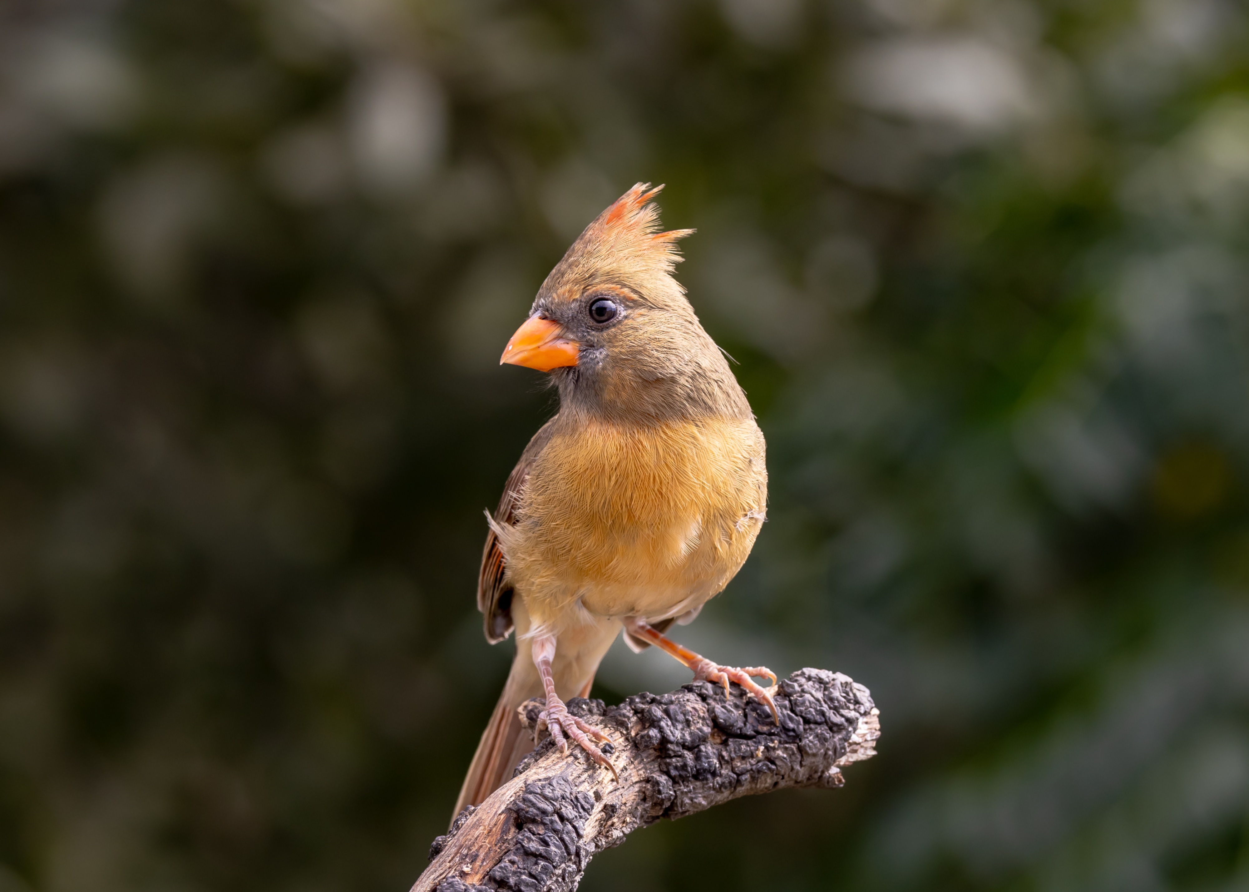 Mexican Cardinal. phyrulluxia