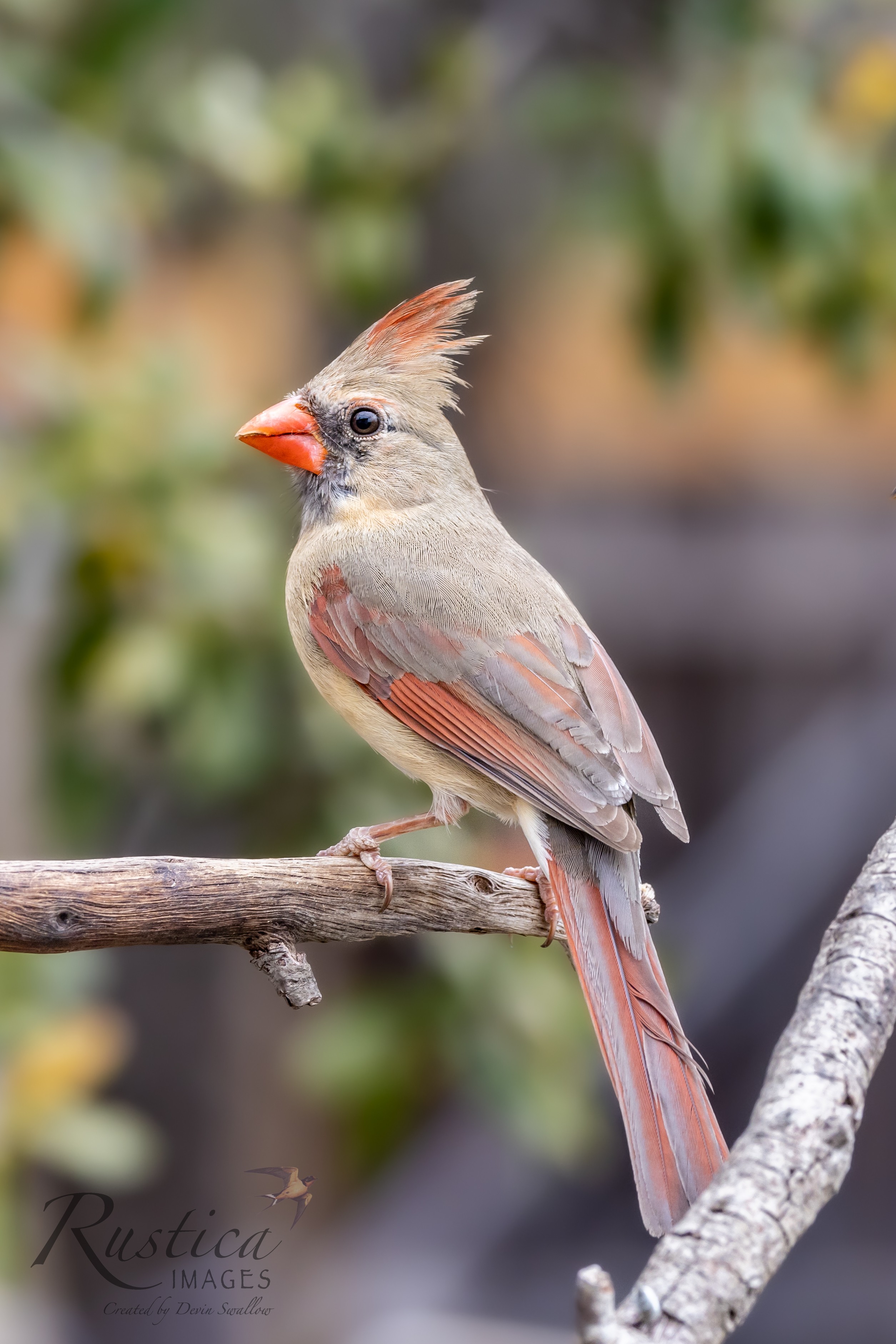 Mexican Cardinal, (Pyrrhuloxia), San Antonio TX.jpg