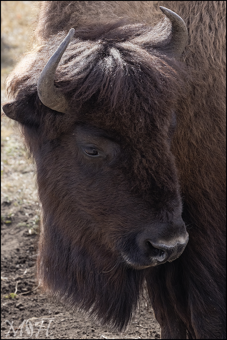 MHR58201_Bison Headshot.jpg