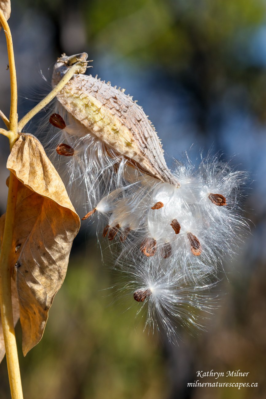 Milkweed 2.jpg