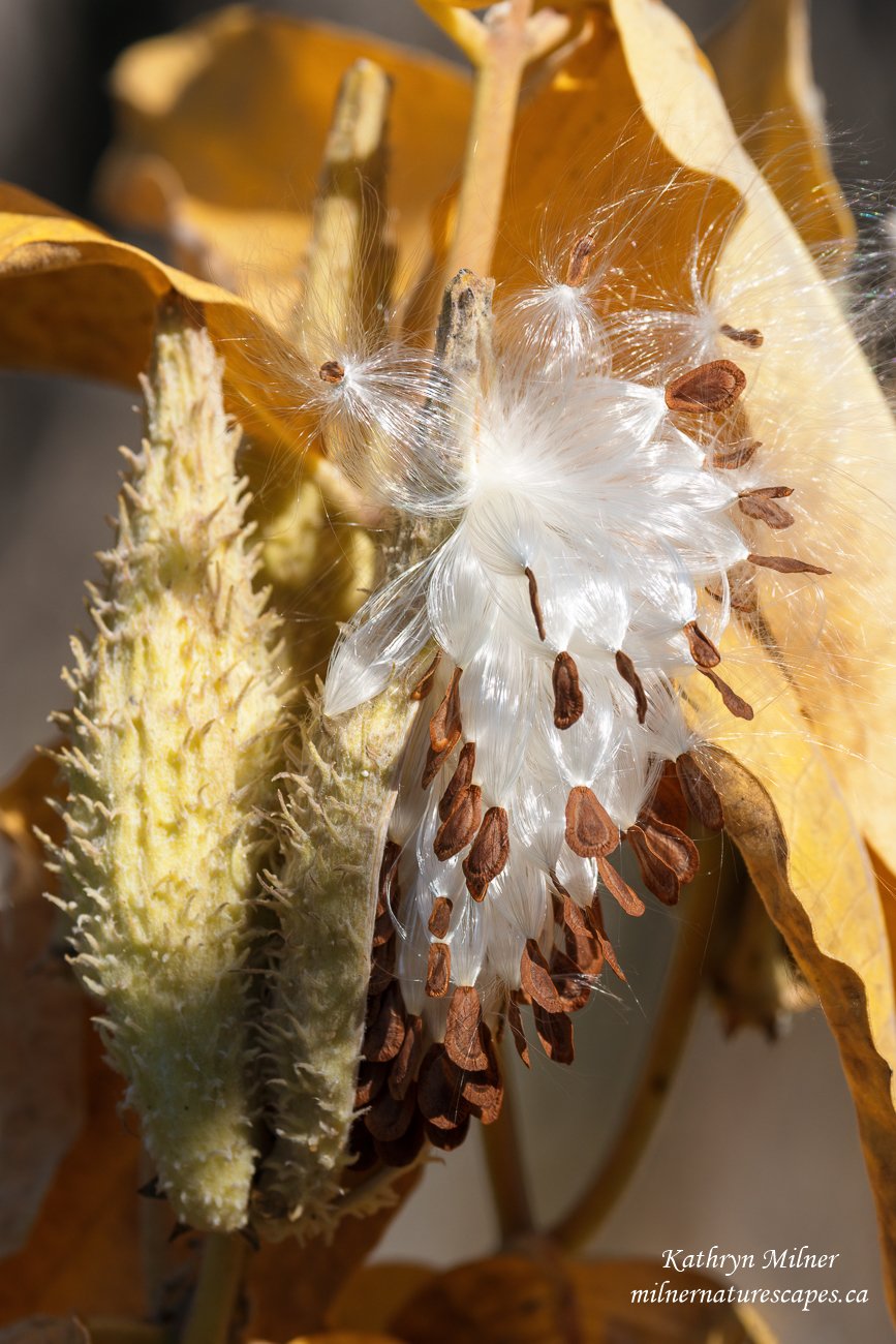 Milkweed 3.jpg