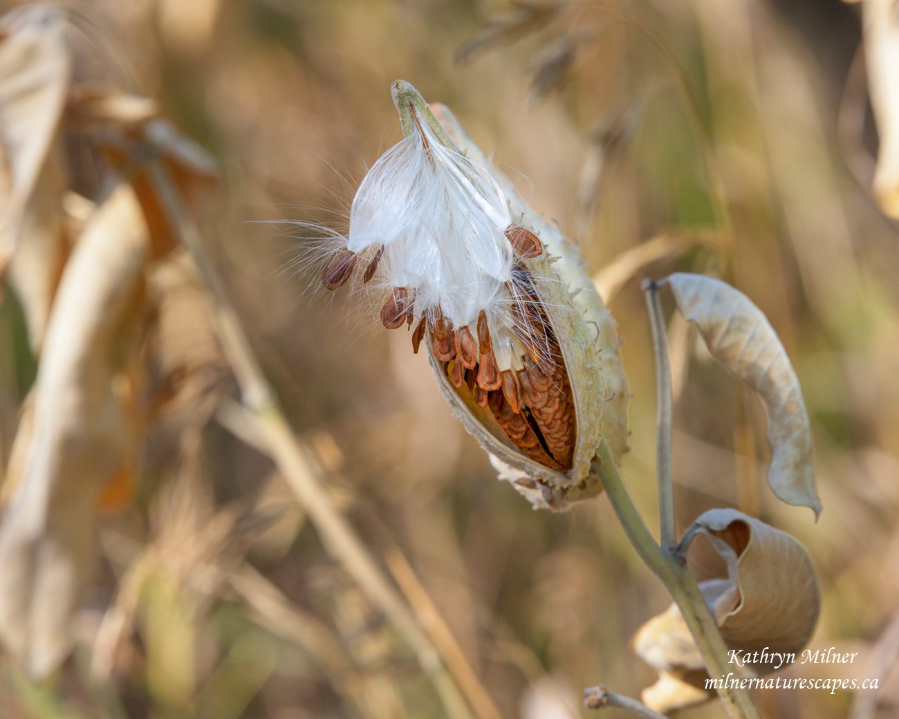 Milkweed.jpg