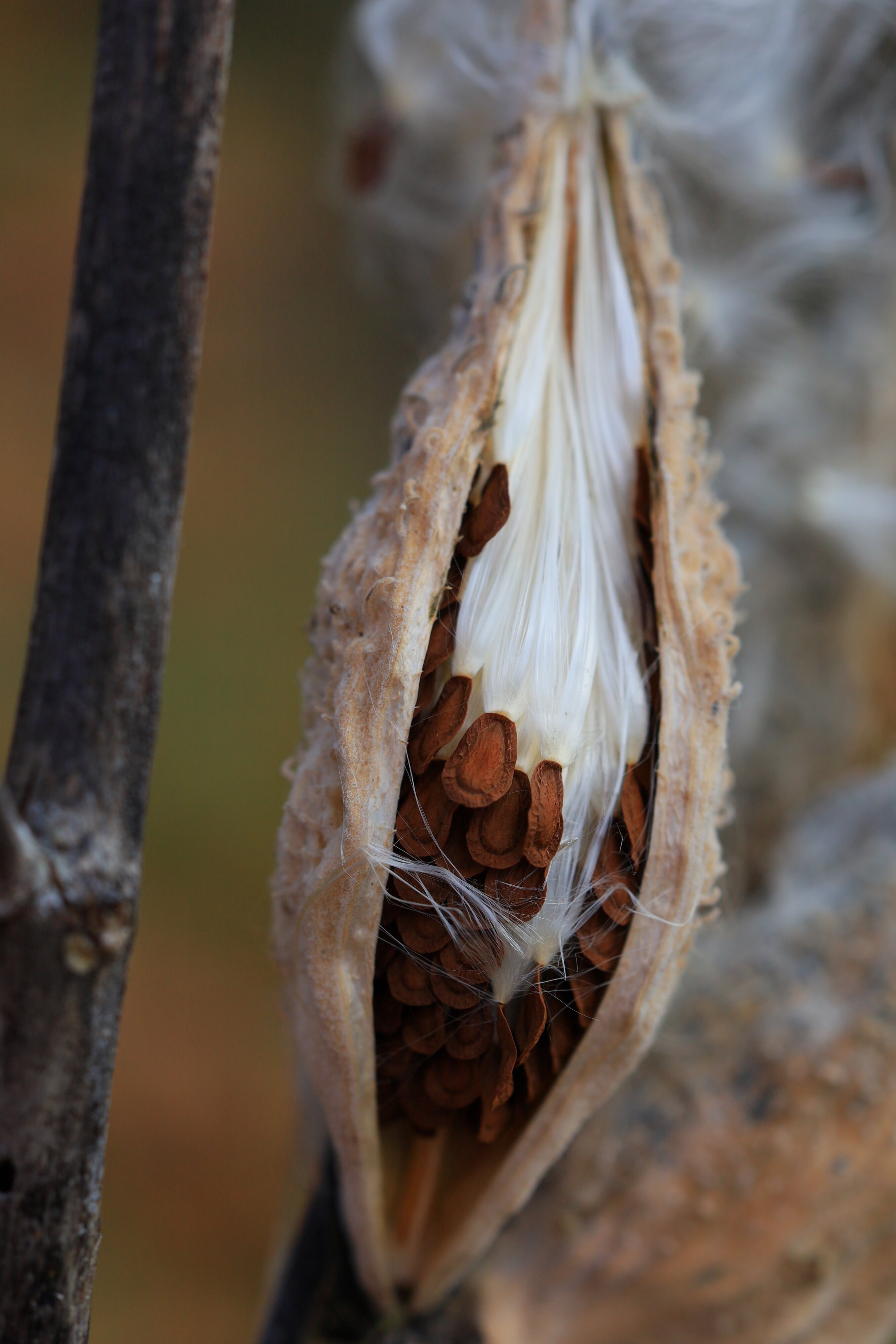 MilkWeed