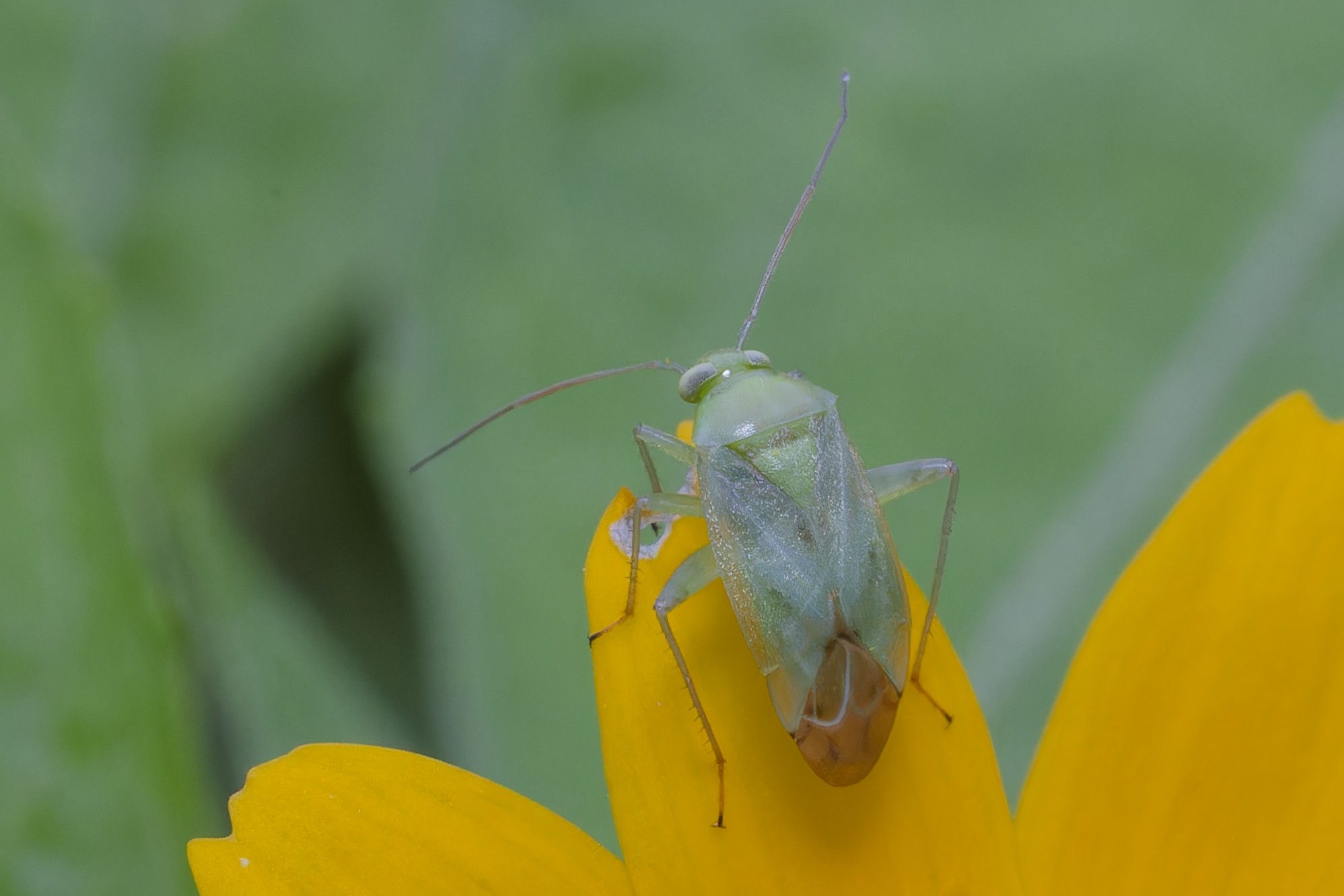 Miridae.jpg